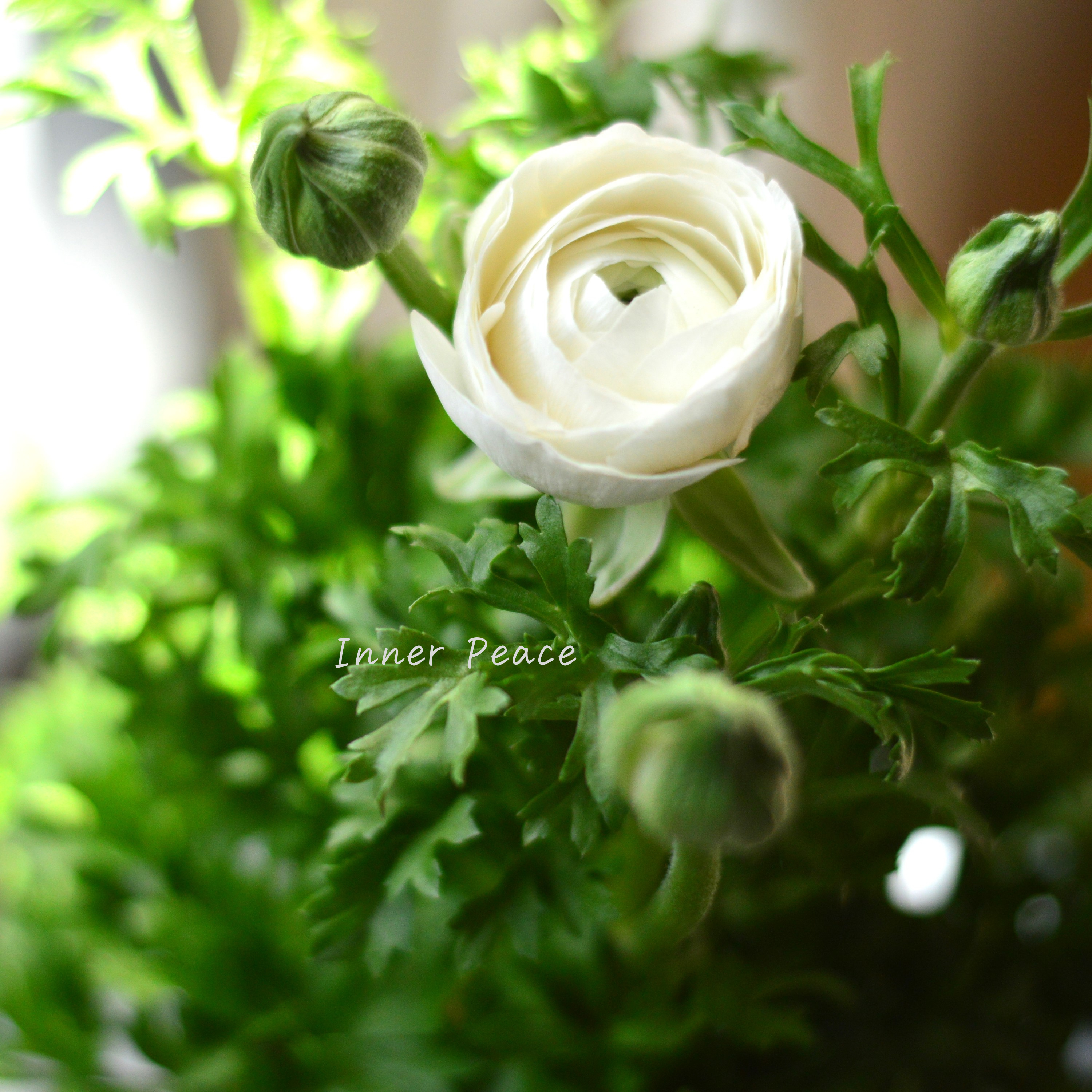 【かわいい】 ラナンキュラス 『スプリンクル・ホワイト』 3.5寸POT