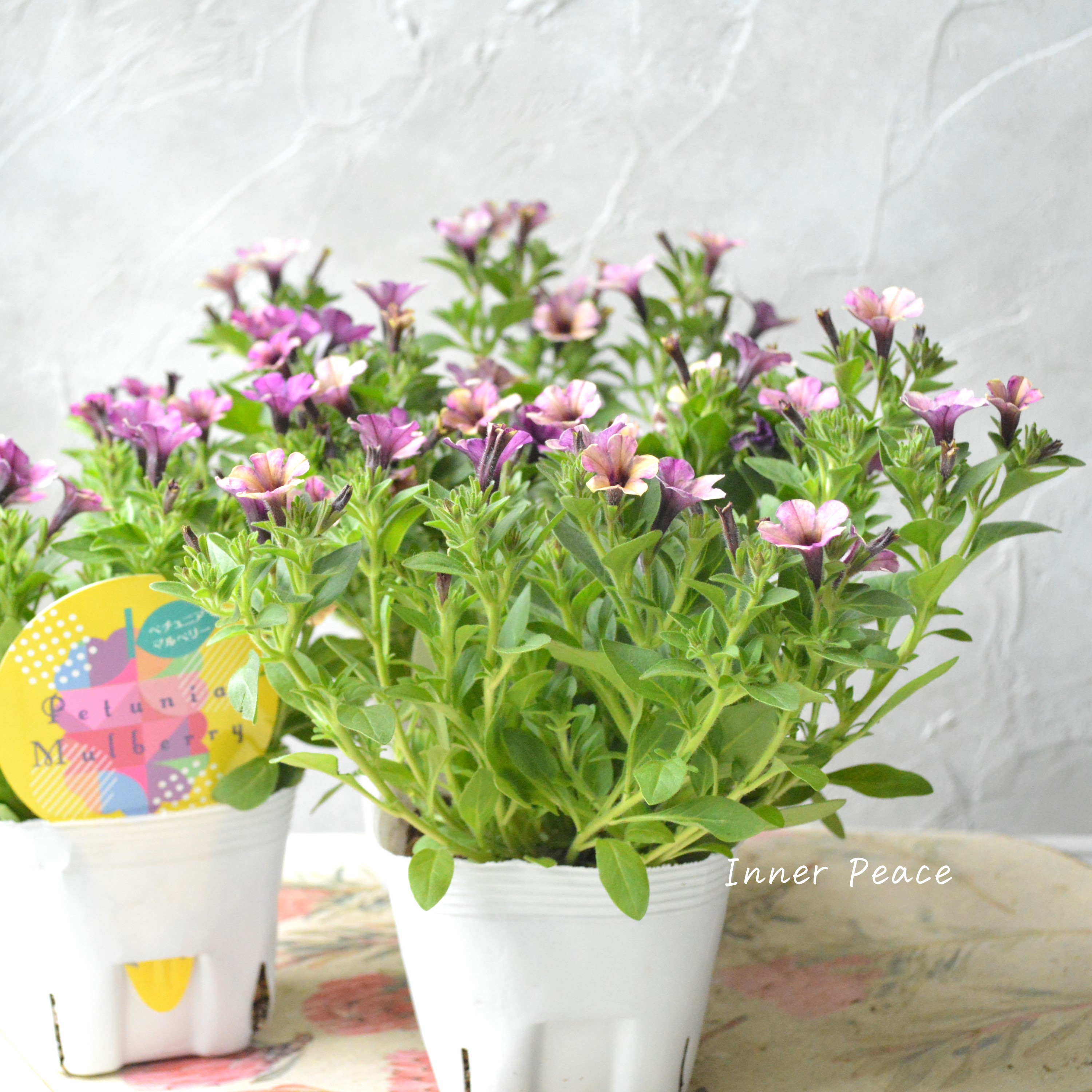 【花芳さんオリジナル】 小輪ペチュニア 『マルベリー』 3.5寸POT