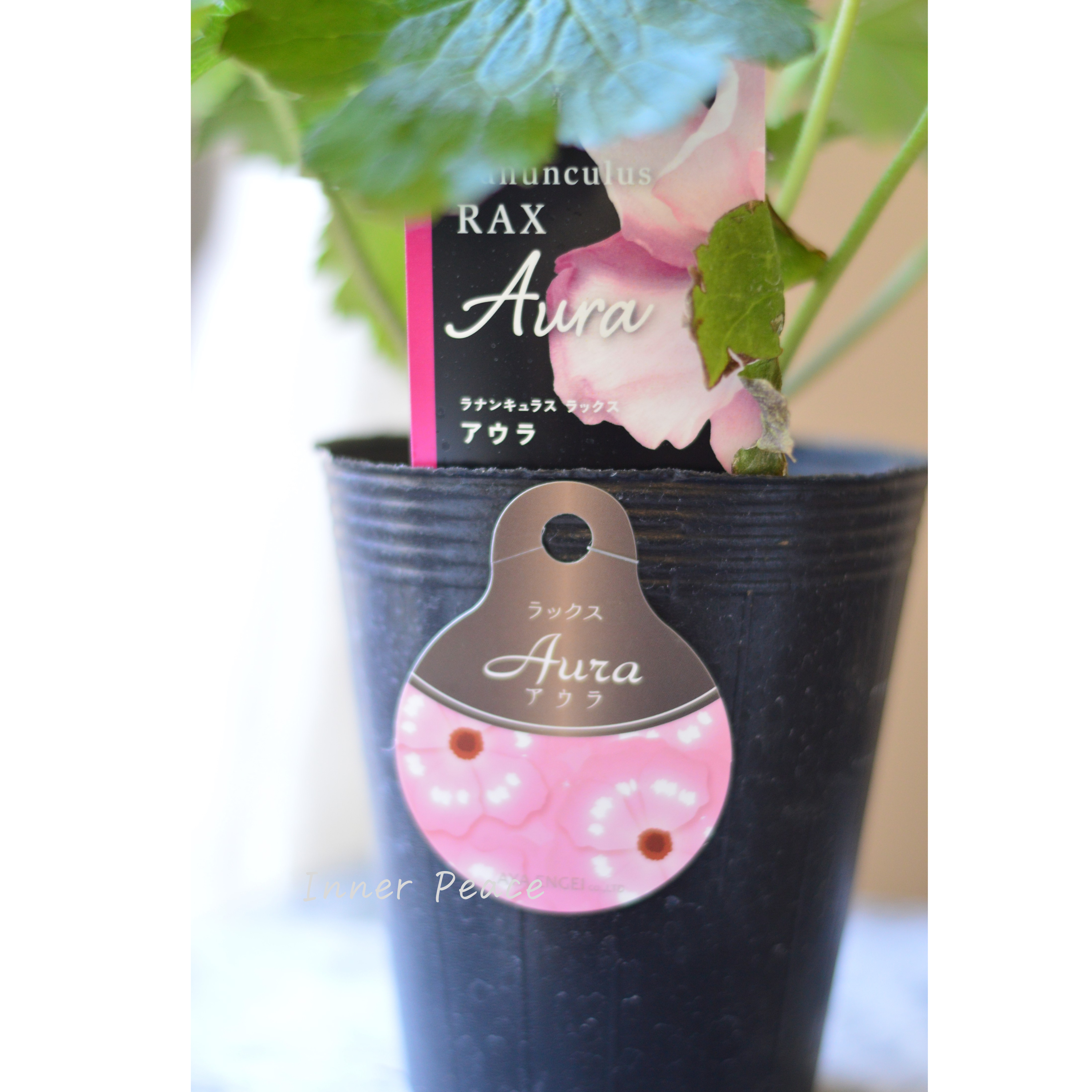 【美しい】 ラナンキュラス・ラックス 『アウラ』 4寸POT