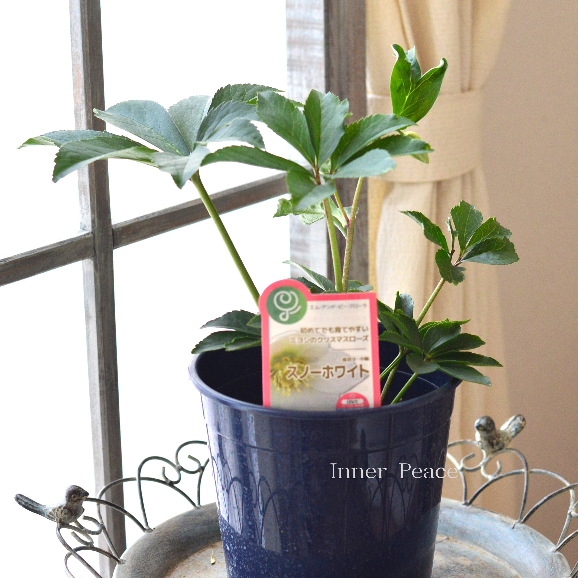 【ミヨシ】 クリスマスローズ 『スノーホワイト』 6号鉢