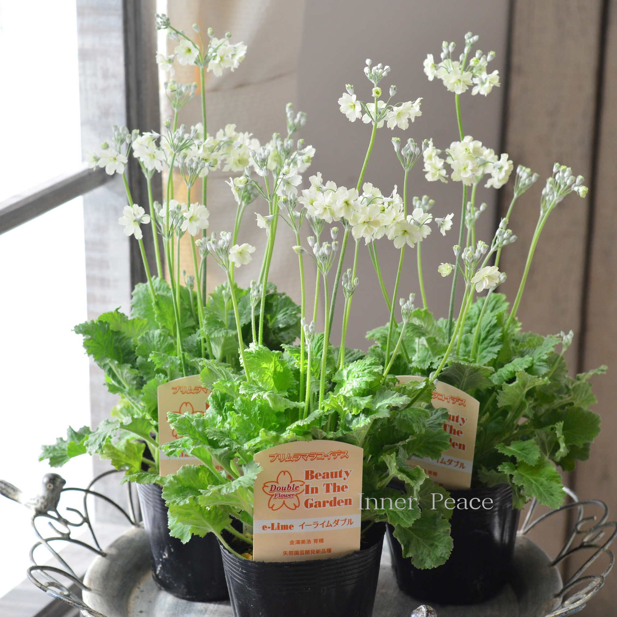 【矢祭園芸さん】 プリムラ マラコイデス 『イーライム ダブル』 3.5寸POT