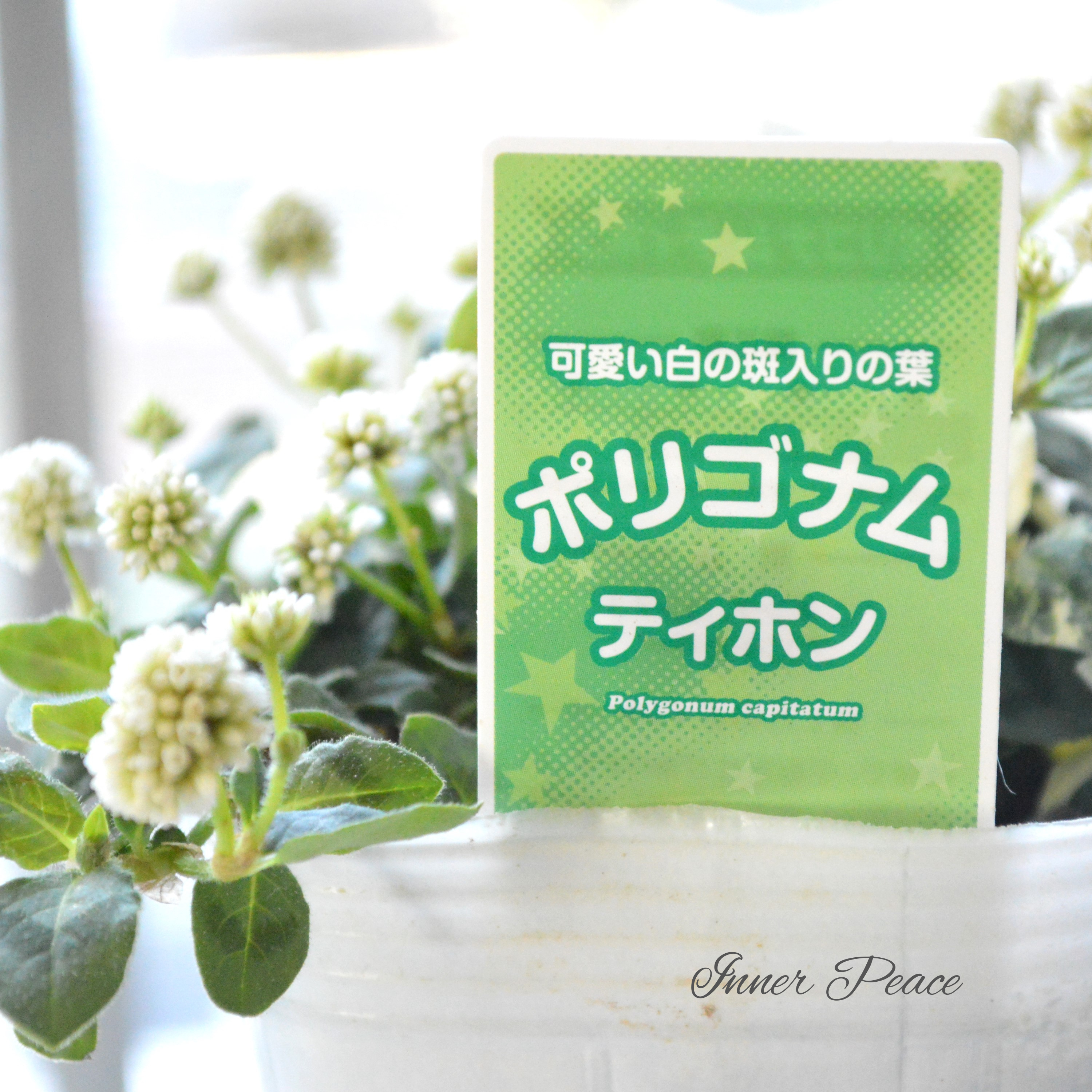 【斑入り】 ポリゴナム 『ティホン』 2.5寸POT