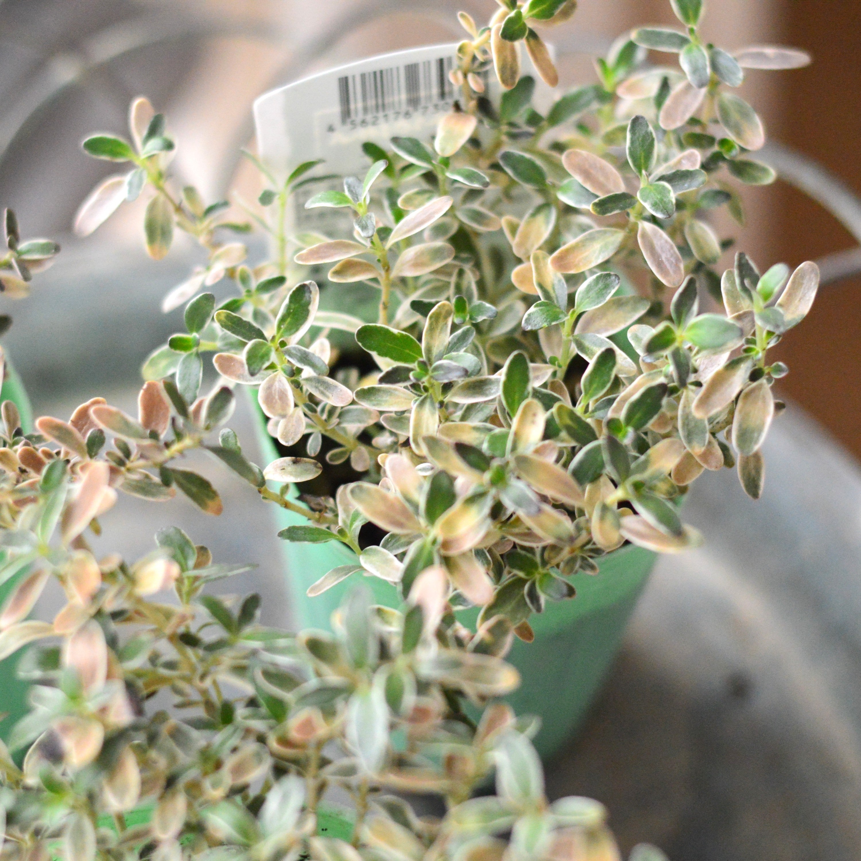 【寄せ植えに】 コプロスマ 『キルキー』 2.5寸POT