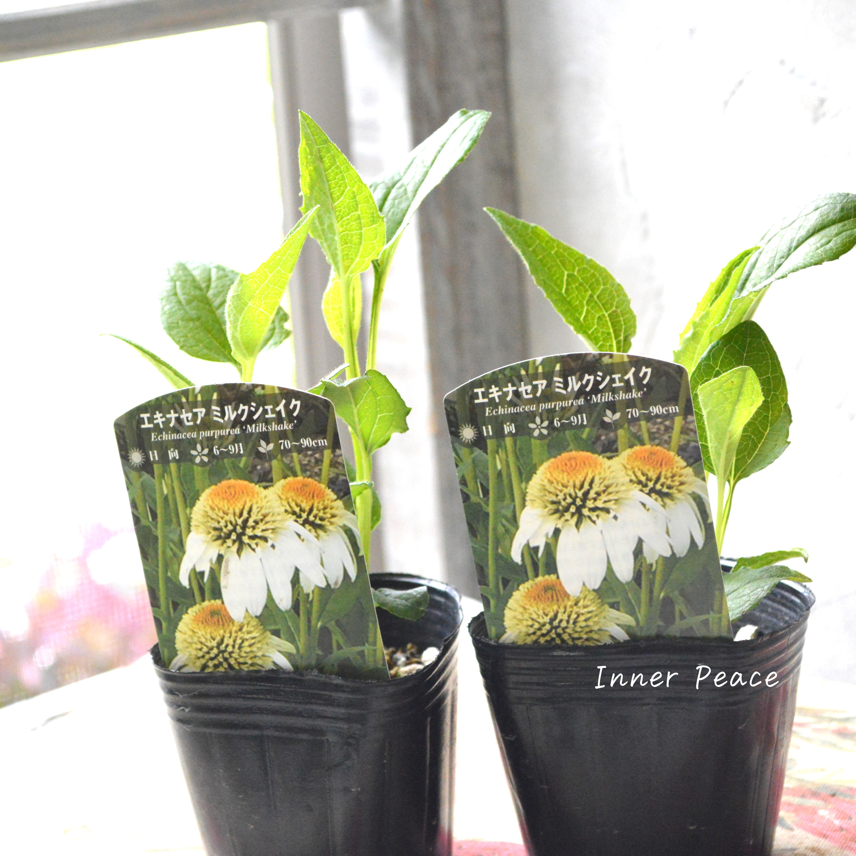 【暑さ寒さに強い】 エキナセア 『ミルクシェイク』植え込み用 3寸POT