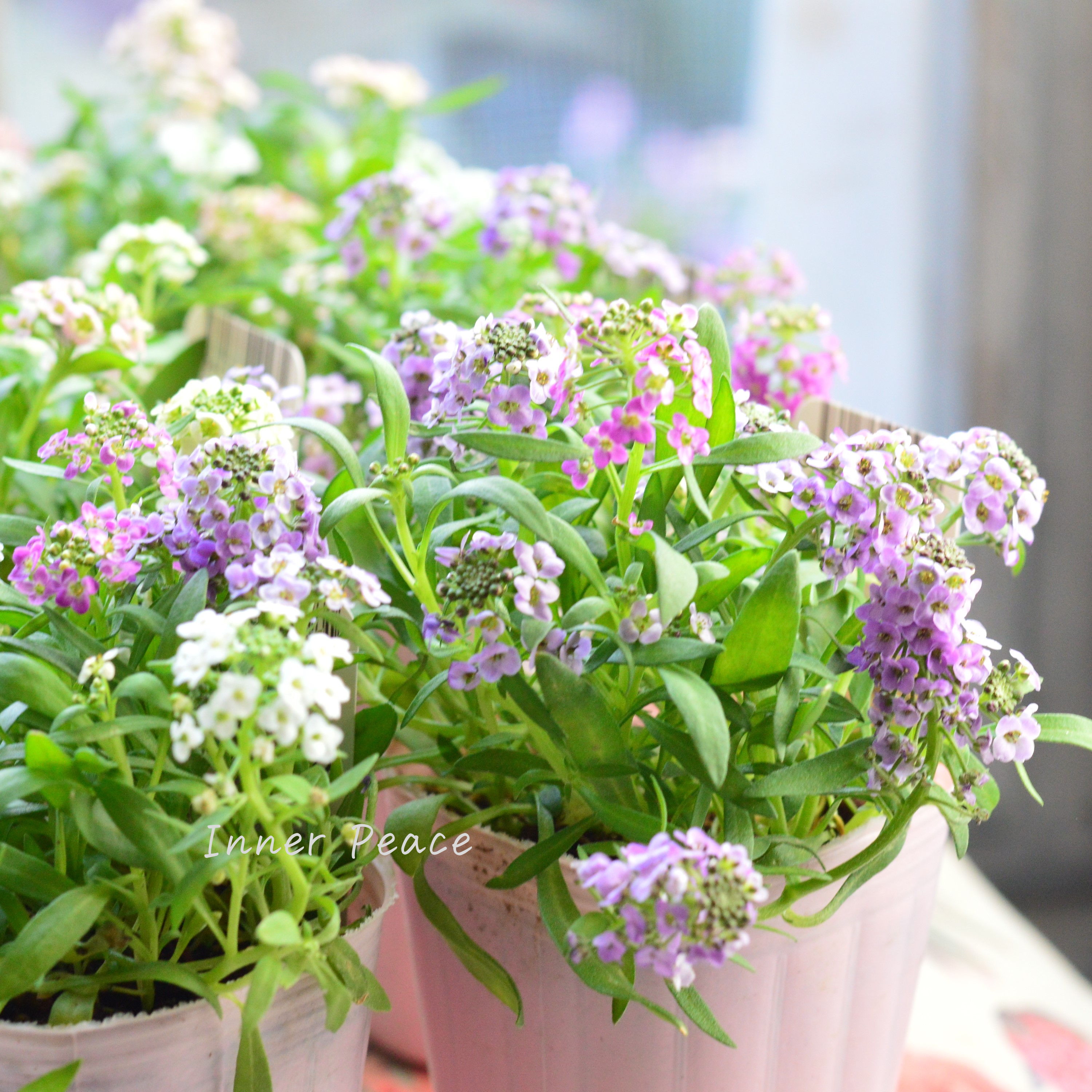 【ミックス】 スイートアリッサム 『ジュエリーミックス』 2.5寸ロングPOT