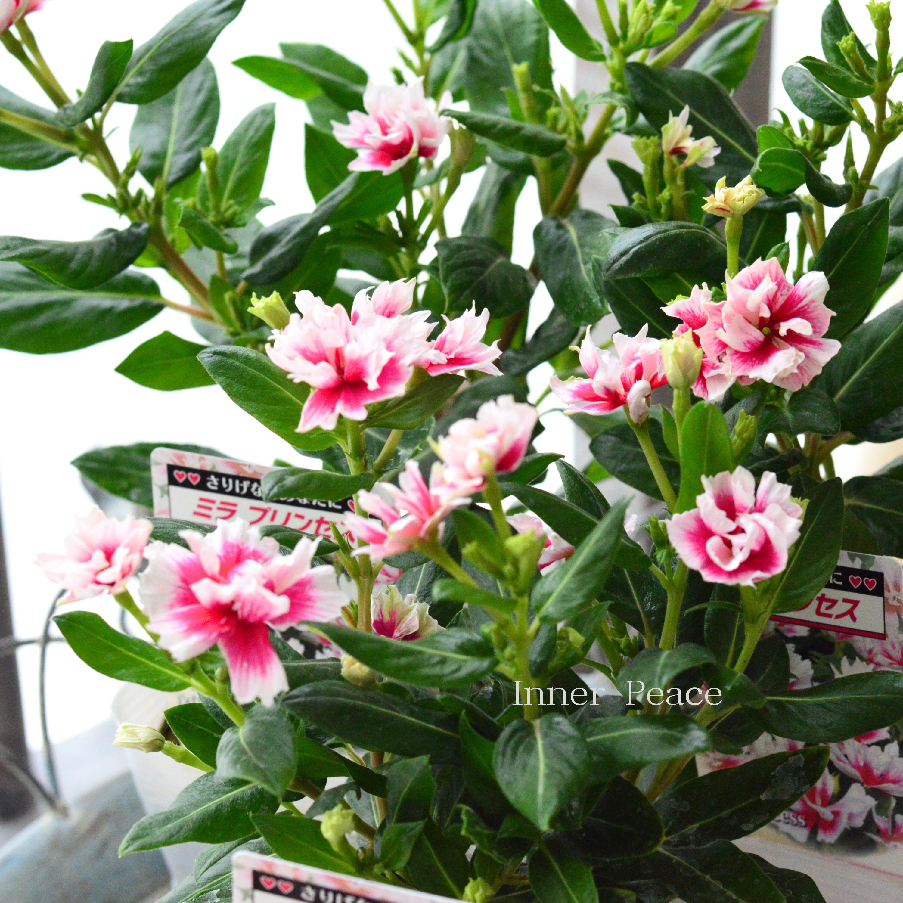 【北島園芸さん】 ニチニチソウ 『ミラプリンセス』 3.5寸POT