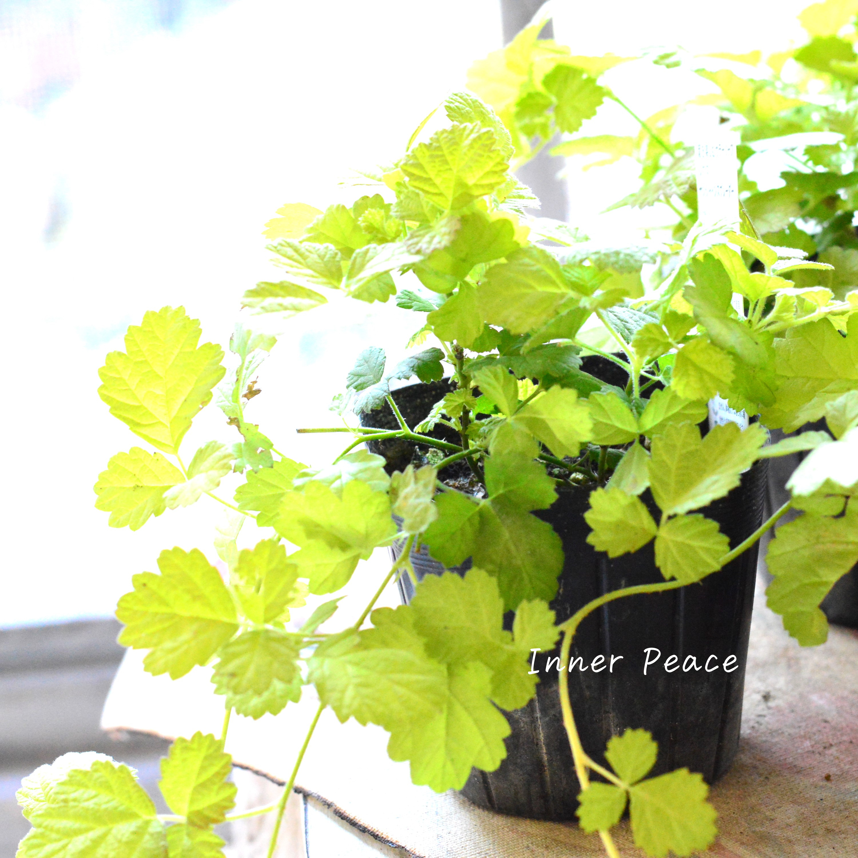 【オシャレ】 ルブス 『サンシャインスプレーダー』 3寸POT