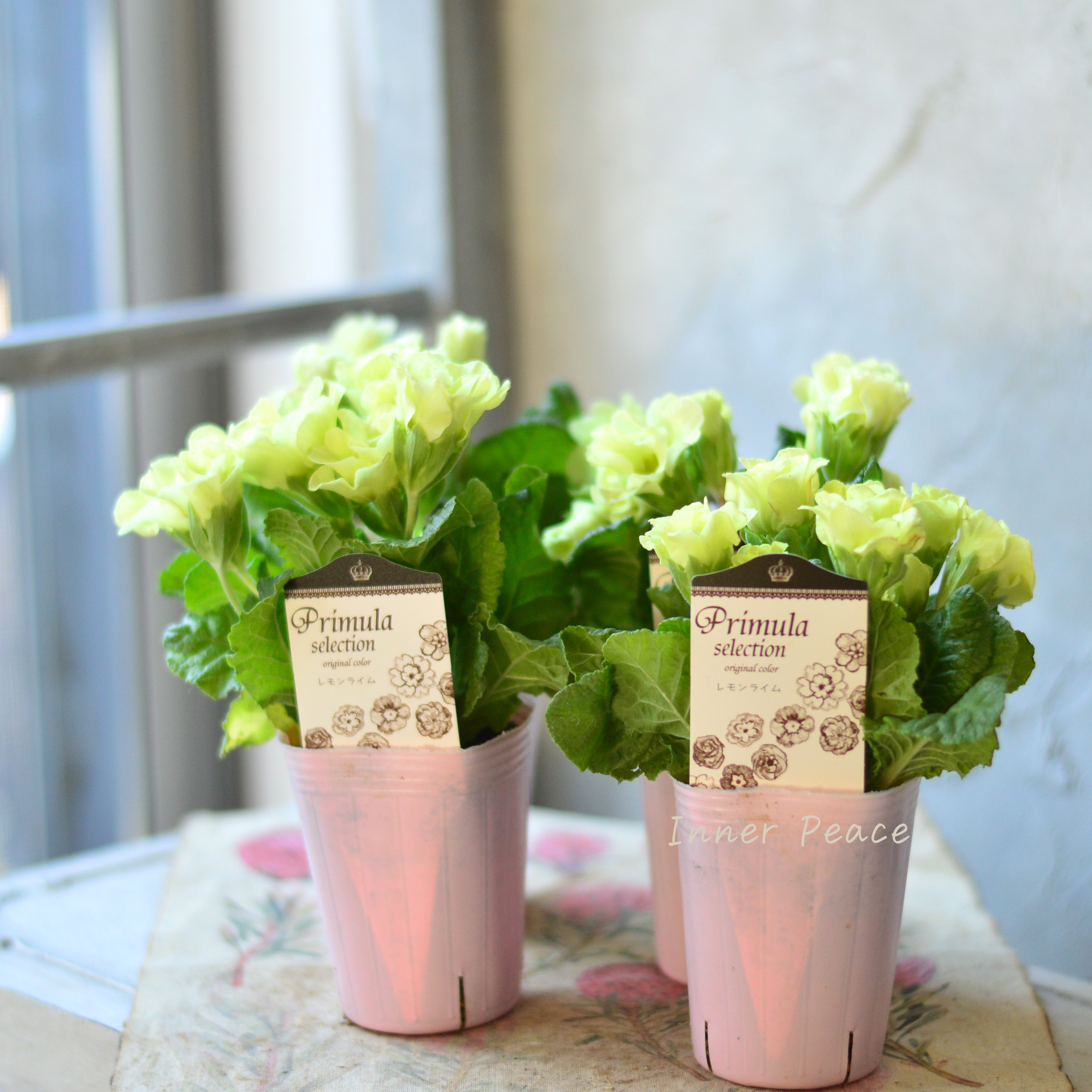 【k-plantsさん】 バラ咲き プリムラ 『レモンライム』 2.5寸ロングPOT