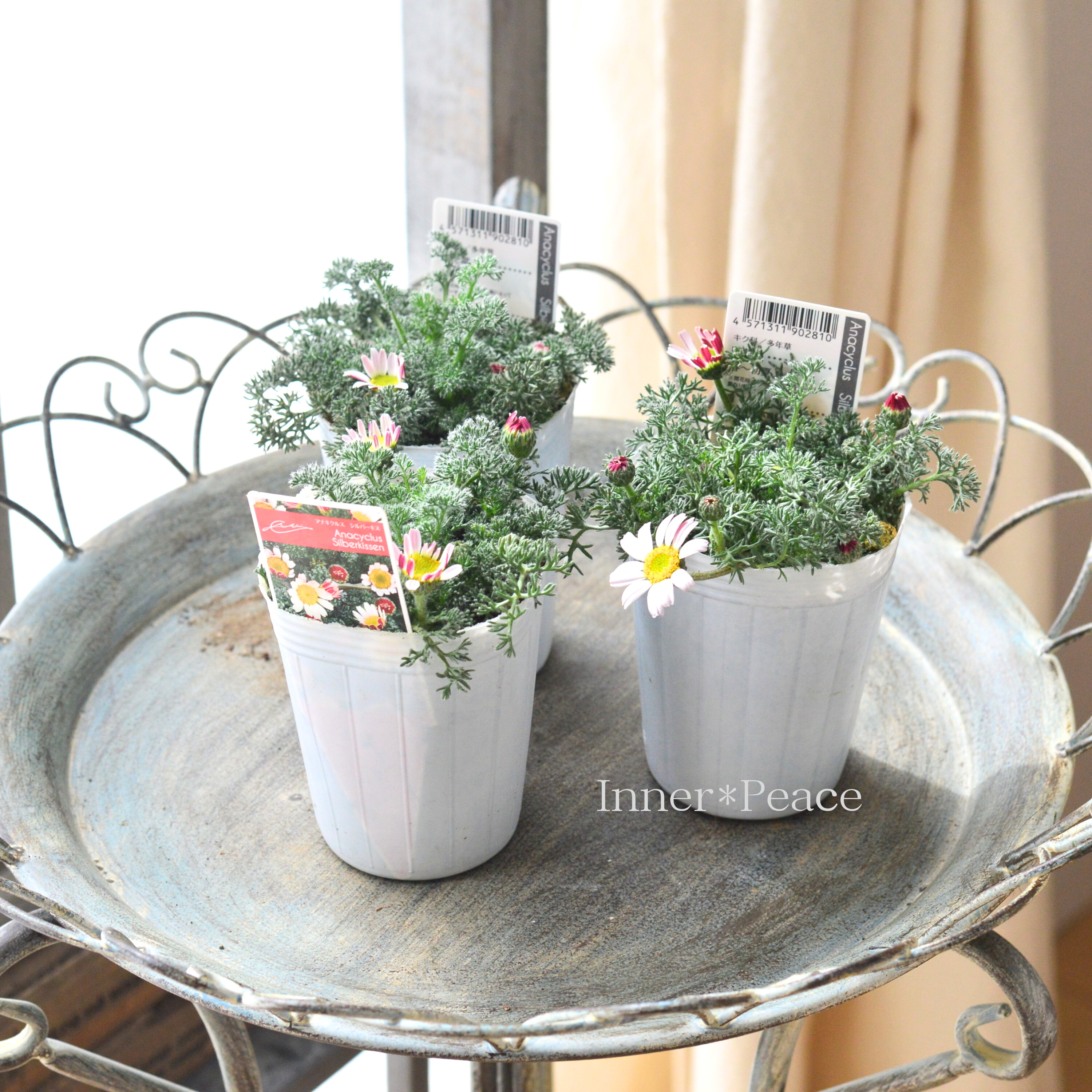 【かわいい】 アナキクルス 『シルバーキス』 3寸POT