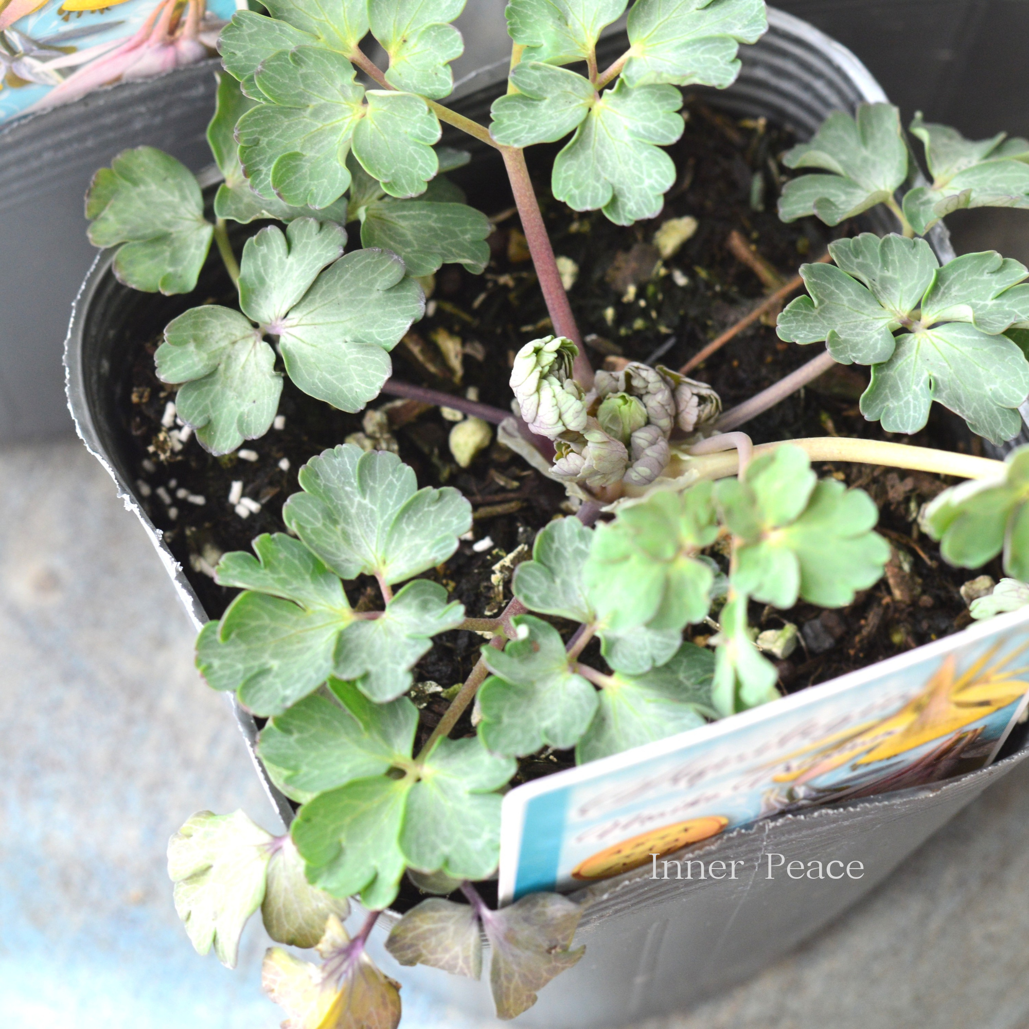 【見元園芸さん】 オダマキ 『マイコプレミアム』 3.5寸POT