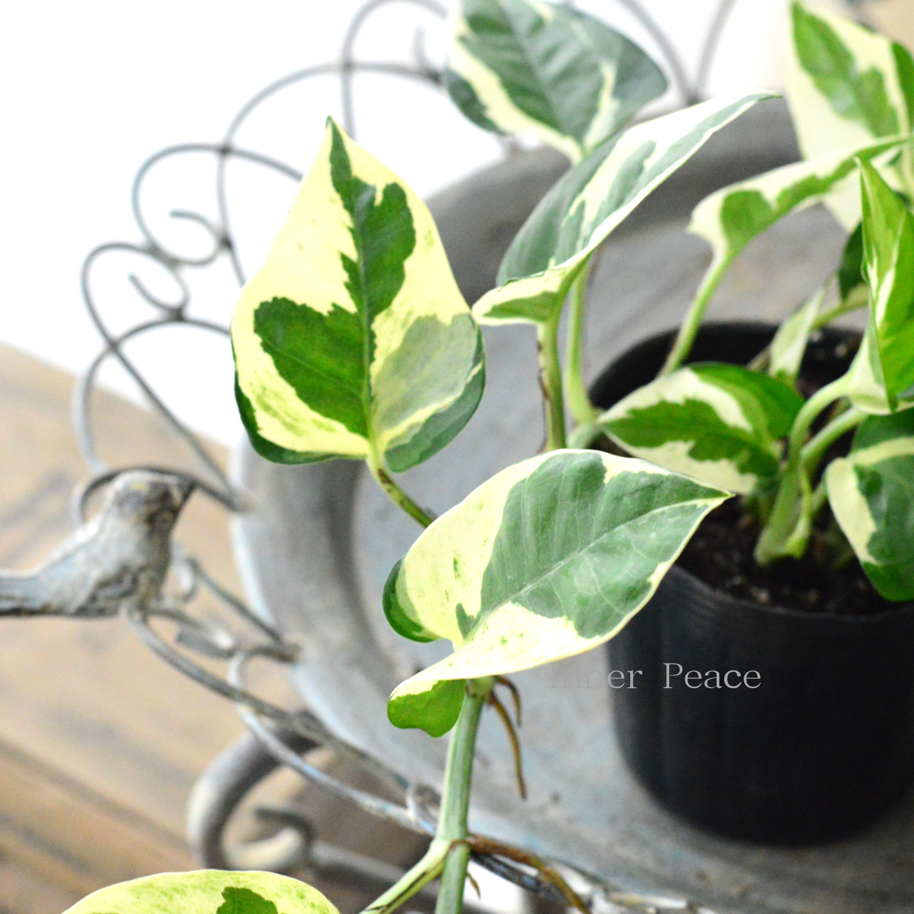 【観葉植物】 ポトス 『エンジョイ・ロング』 3寸POT