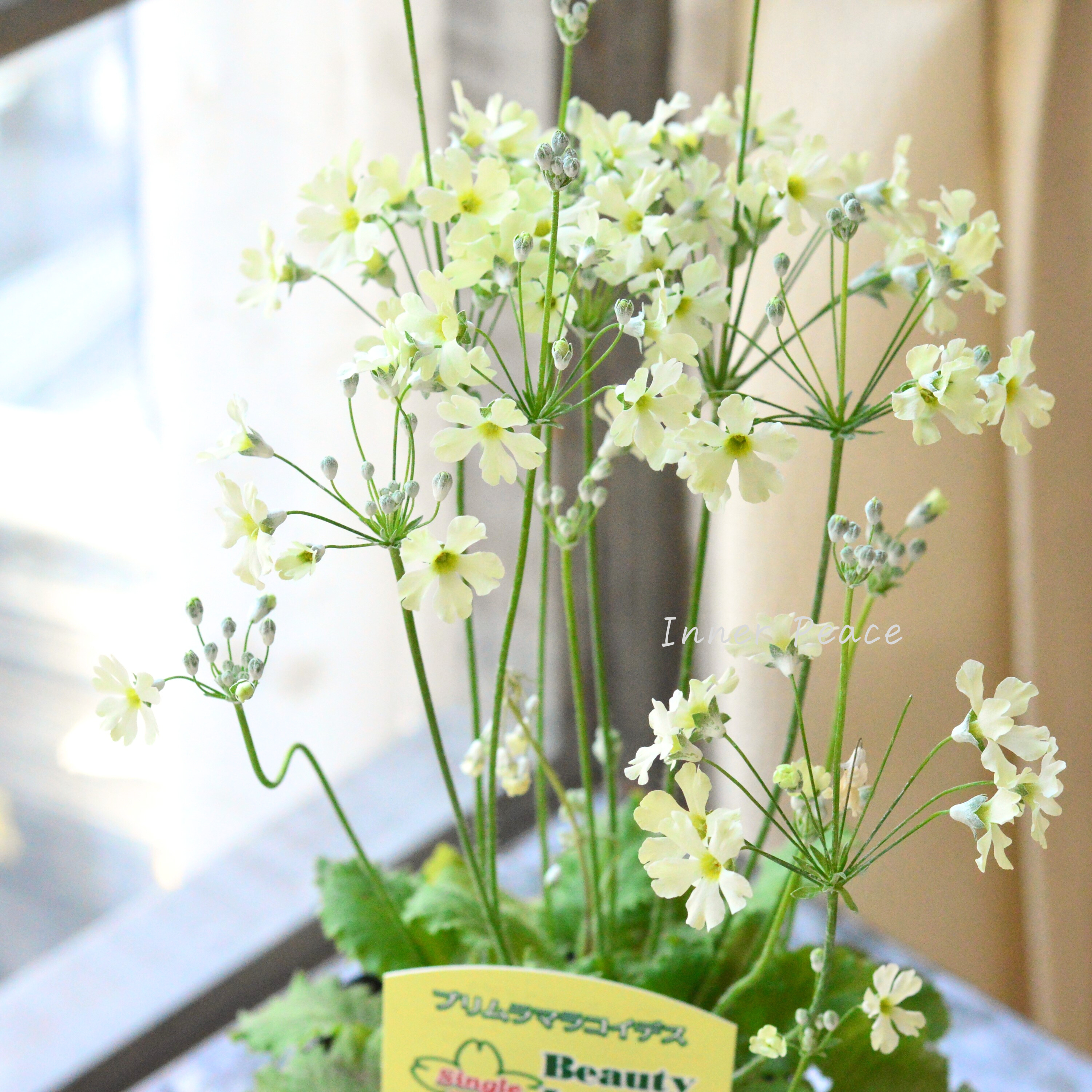 【可憐】 プリムラ マラコイデス 『イーライム22』 3.5寸POT