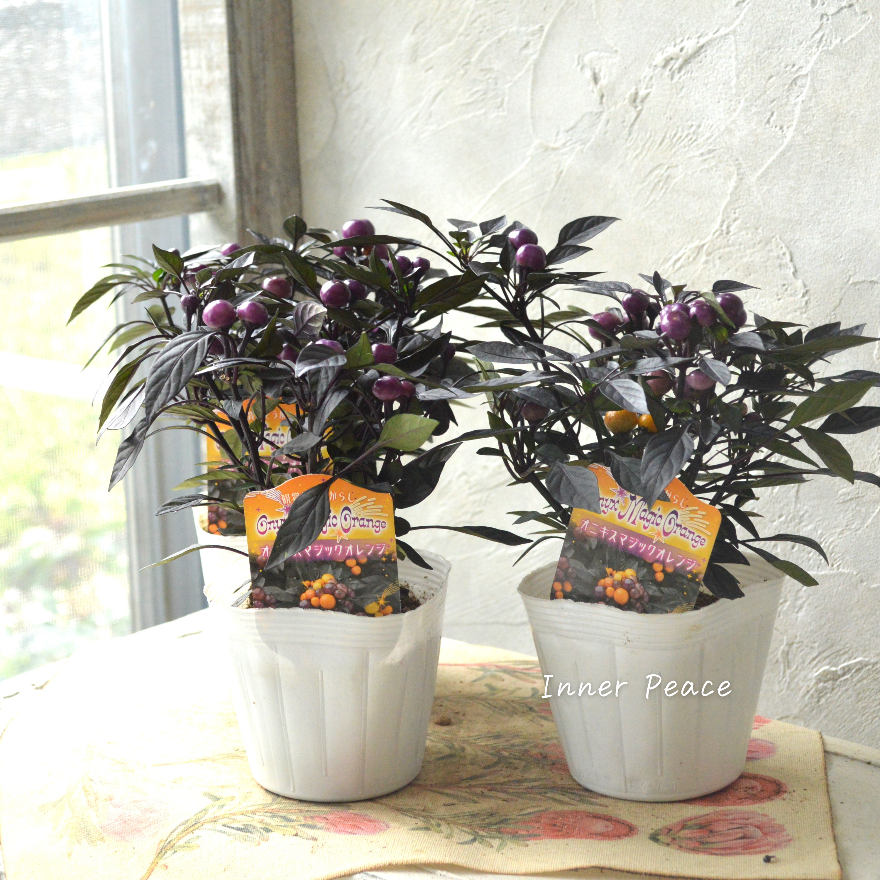 【暑さに強い】 トウガラシ 『オニキスマジックオレンジ』 3寸POT