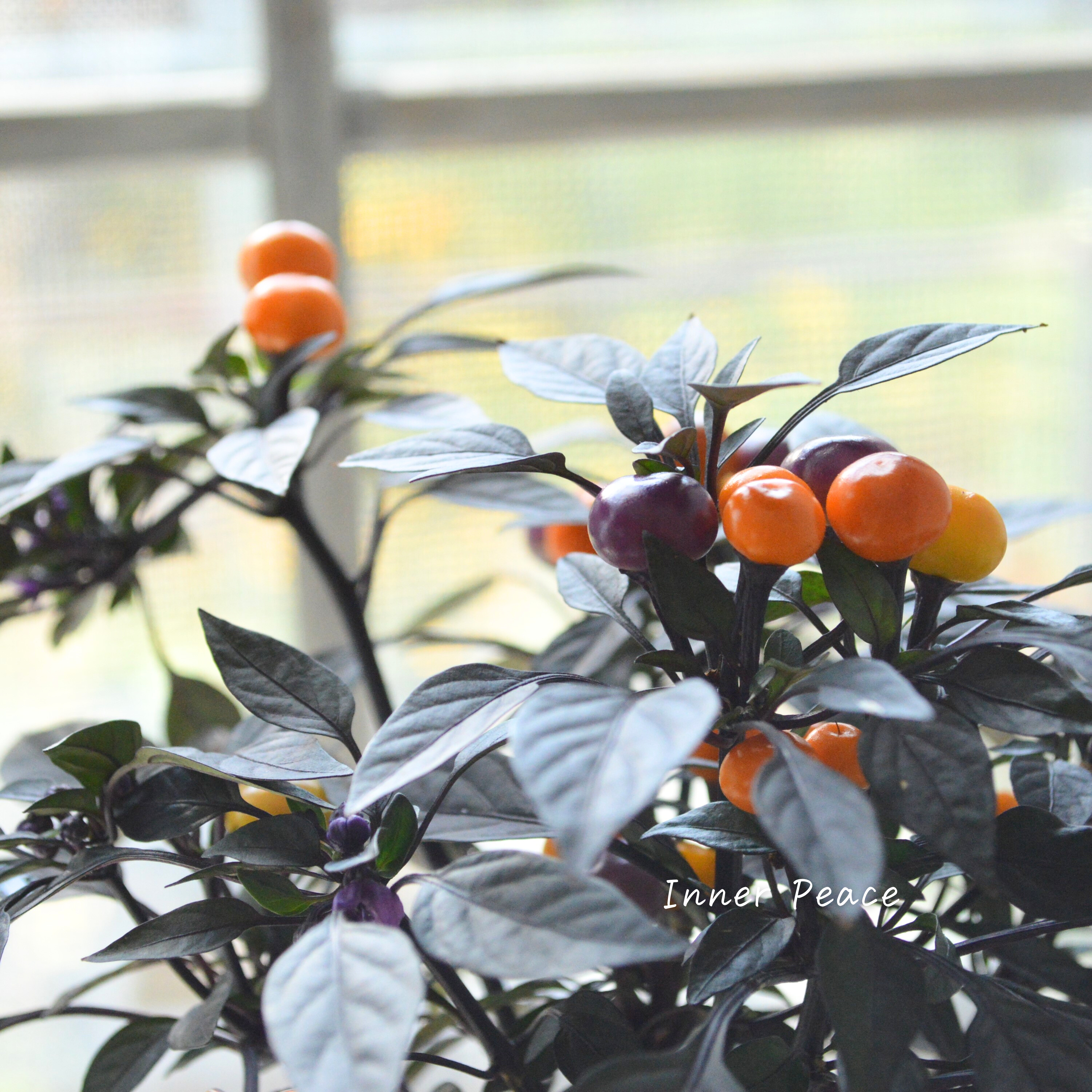 【暑さに強い】 トウガラシ 『オニキスマジックオレンジ』 3寸POT