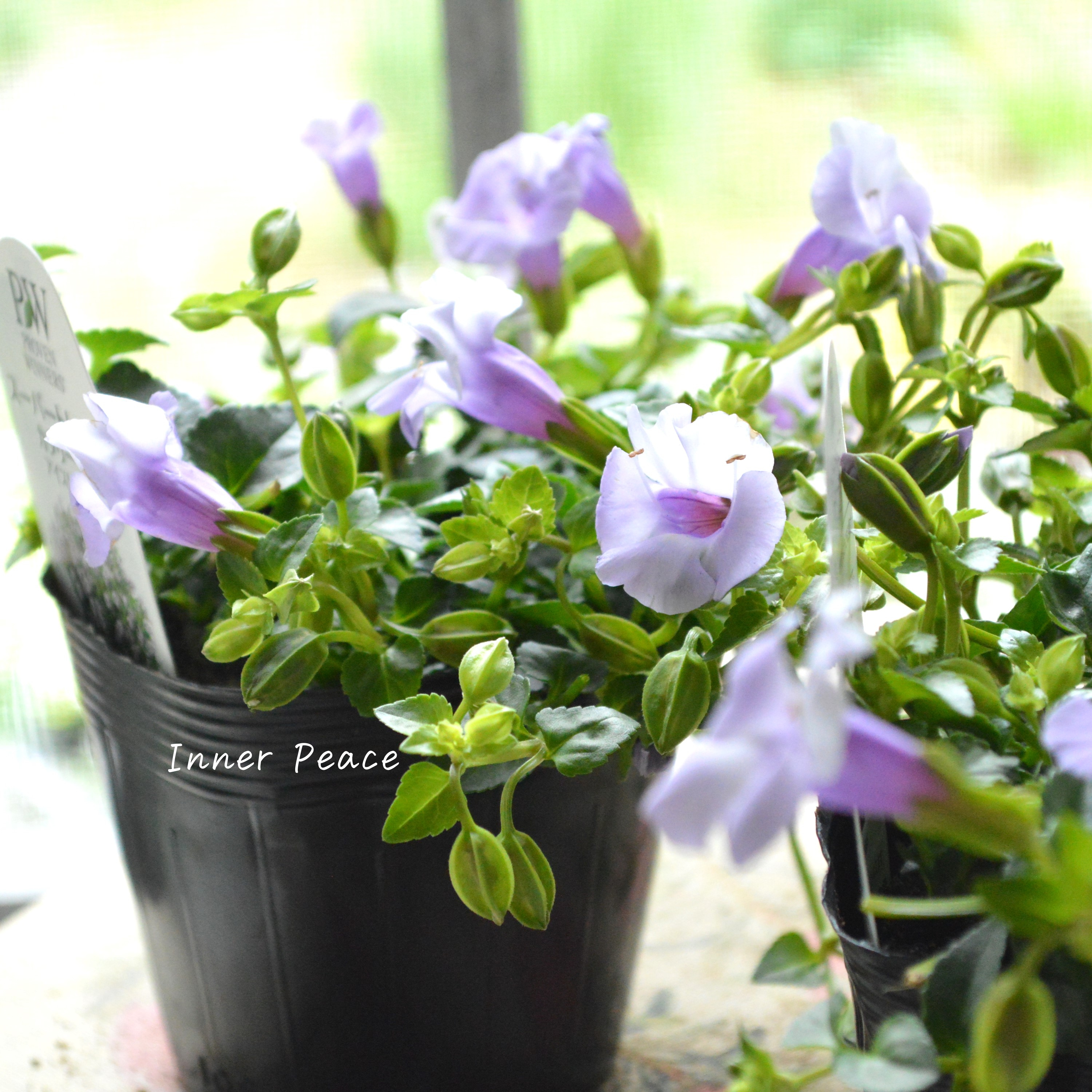 【PW】 スーパートレニア カタリーナ 『アイスリバー』 3.5寸POT