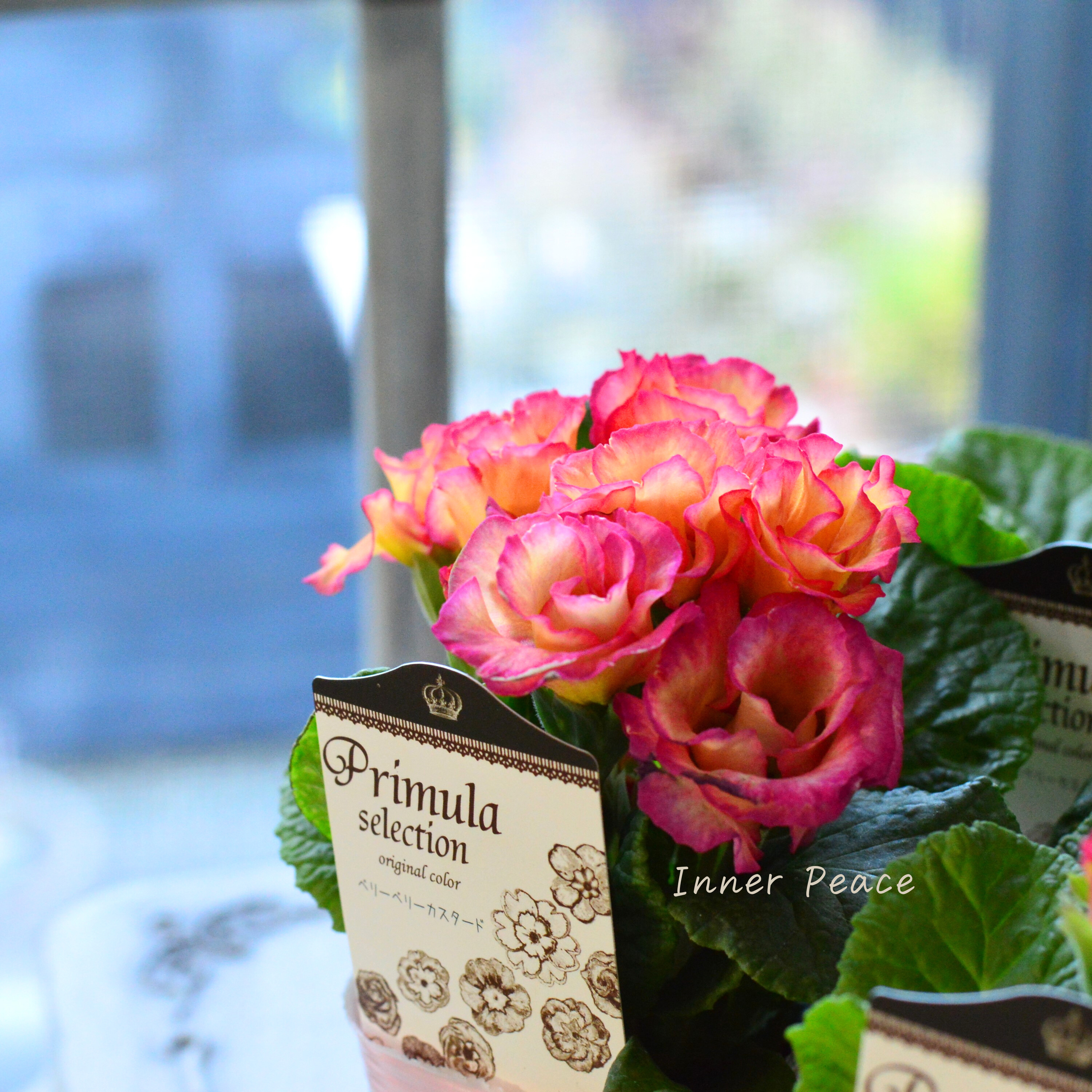 【k-plantsさん】 バラ咲き プリムラ 『ベリーベリーカスタード』 2.5寸ロングPOT