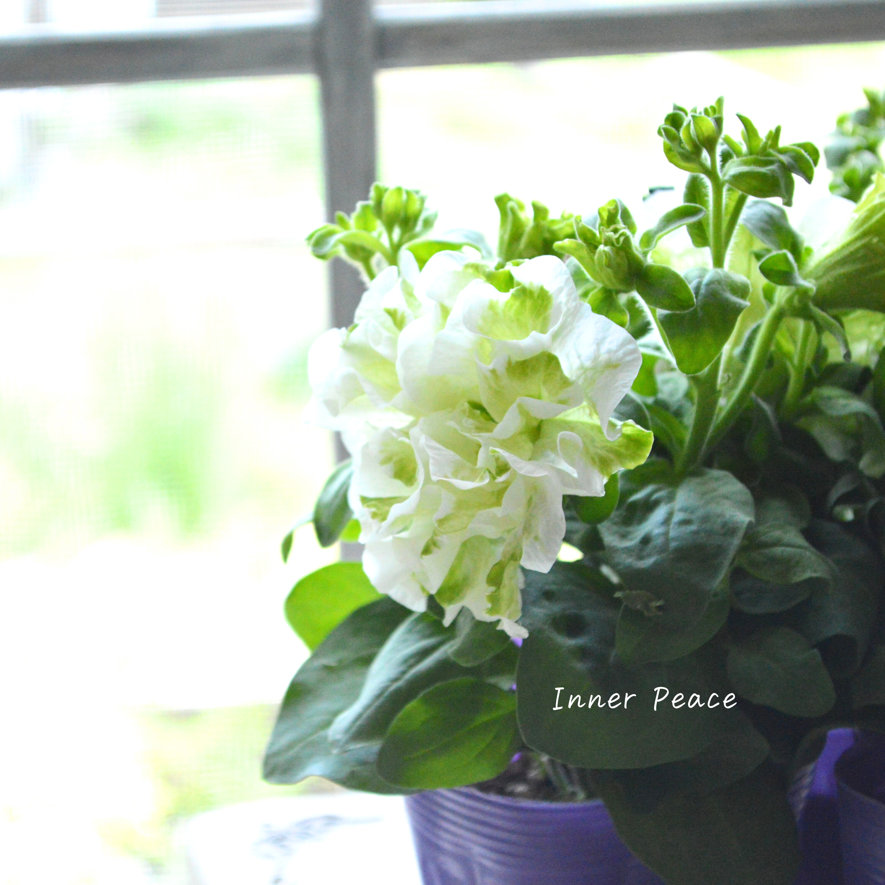 【ガルテン湘南さん】 ペチュニア 『湘南マルモ・ヴェルデ』 3.5寸POT