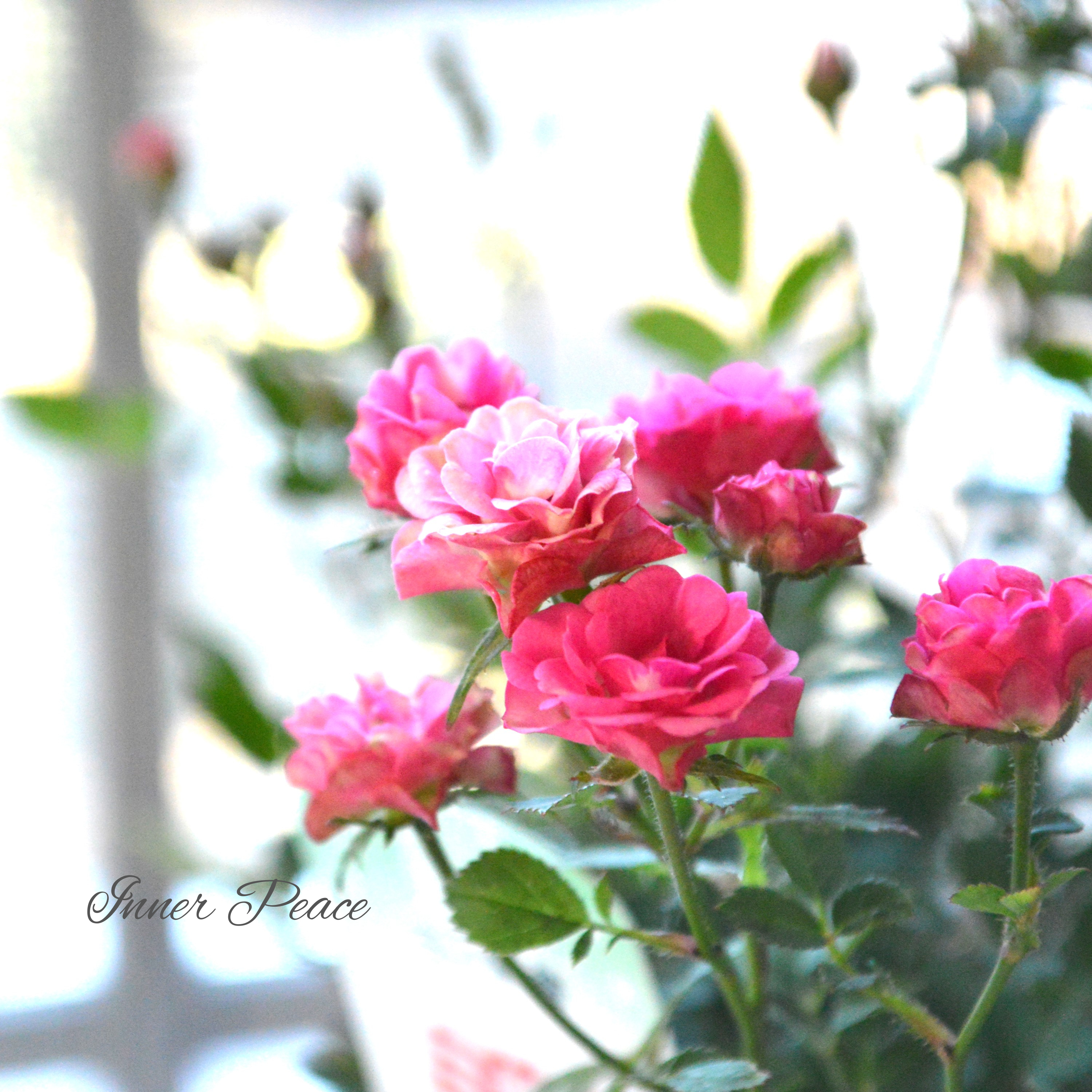 【分割できる】 ミニ薔薇 『ミサキ』(カスミソウ咲き) 3寸POT