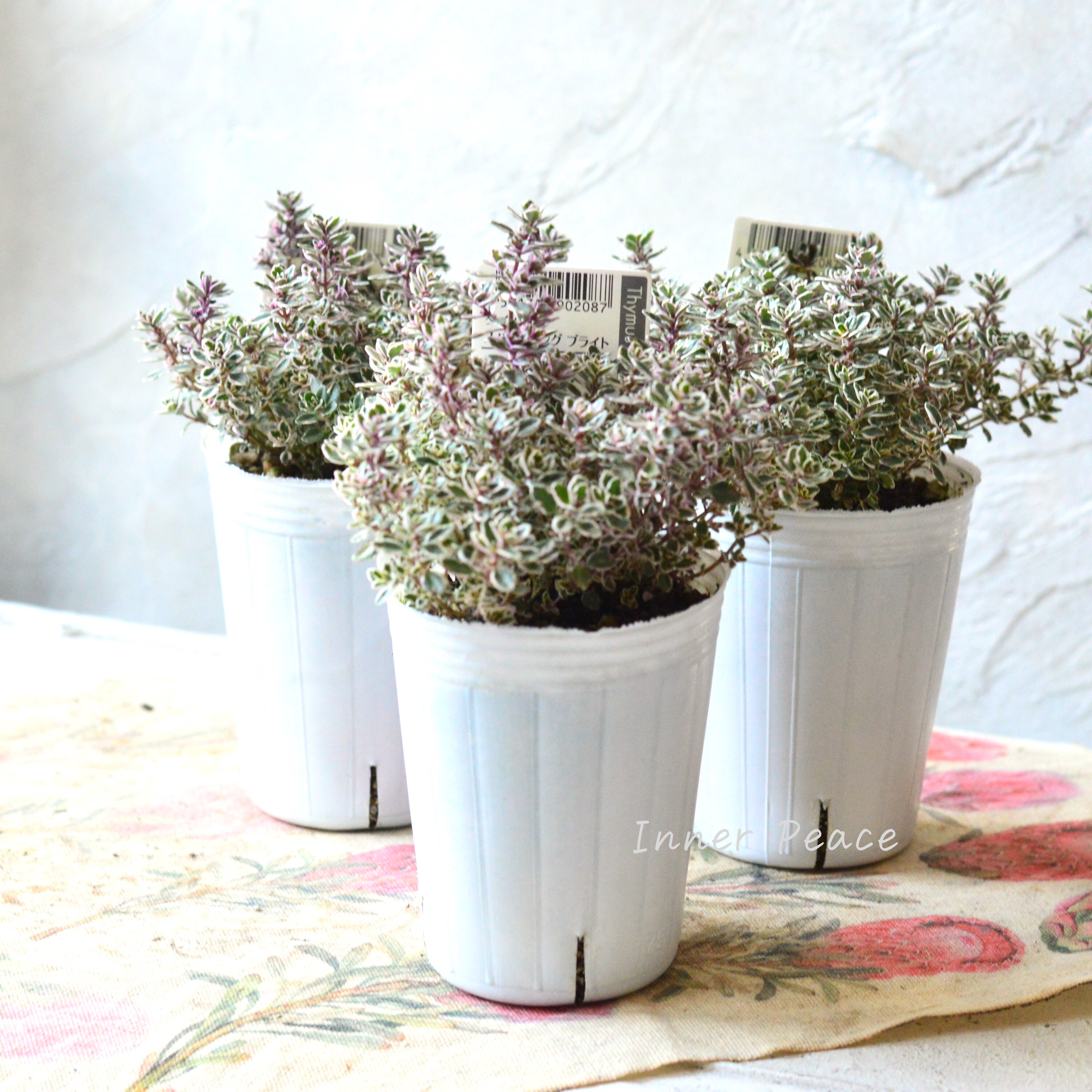 【寄せ植えに】 タイム 『スパークリング ブライト』 2.5寸ロングPOT