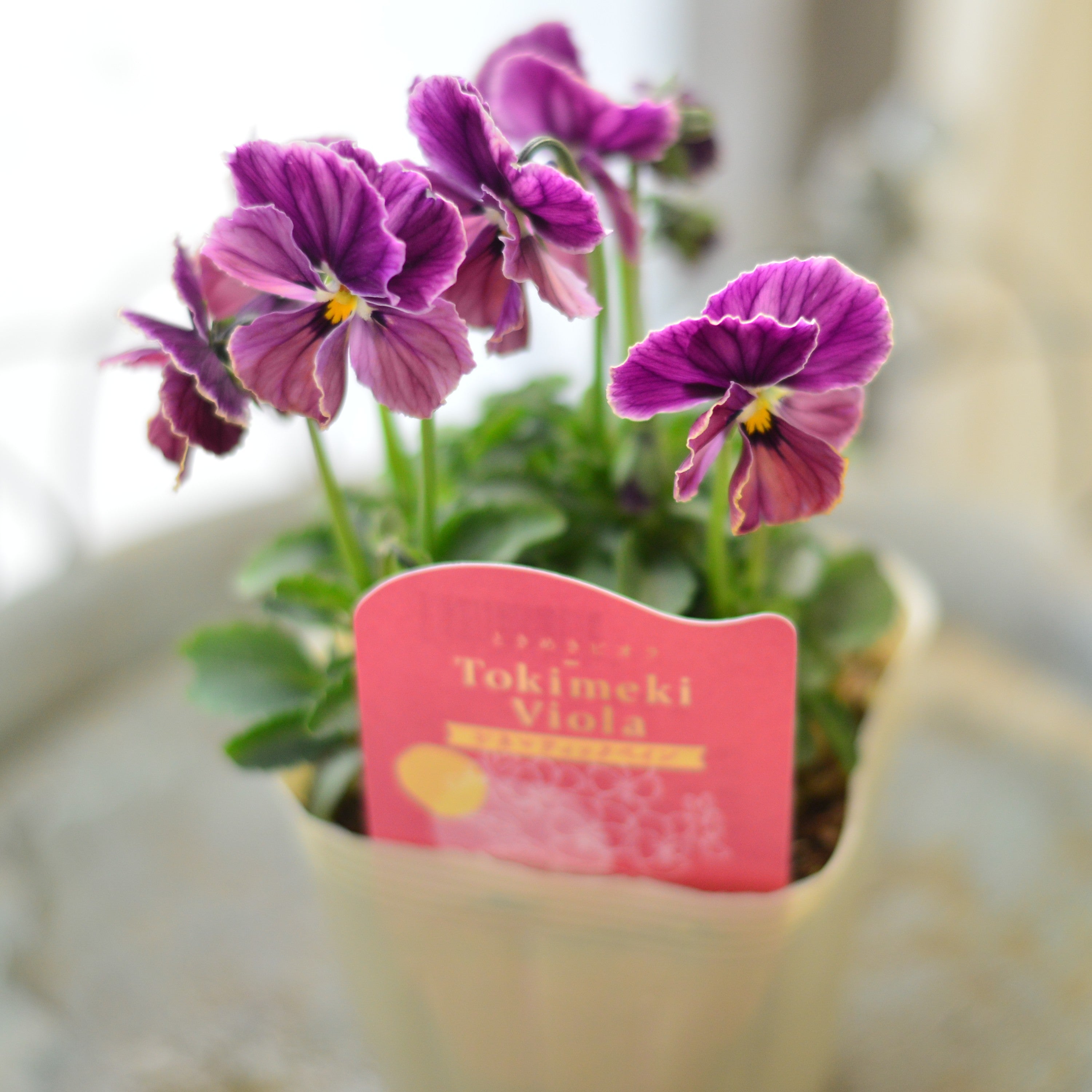 【奥田園芸さん】 ときめきビオラ 『シネマティックベイン』 3.5寸POT