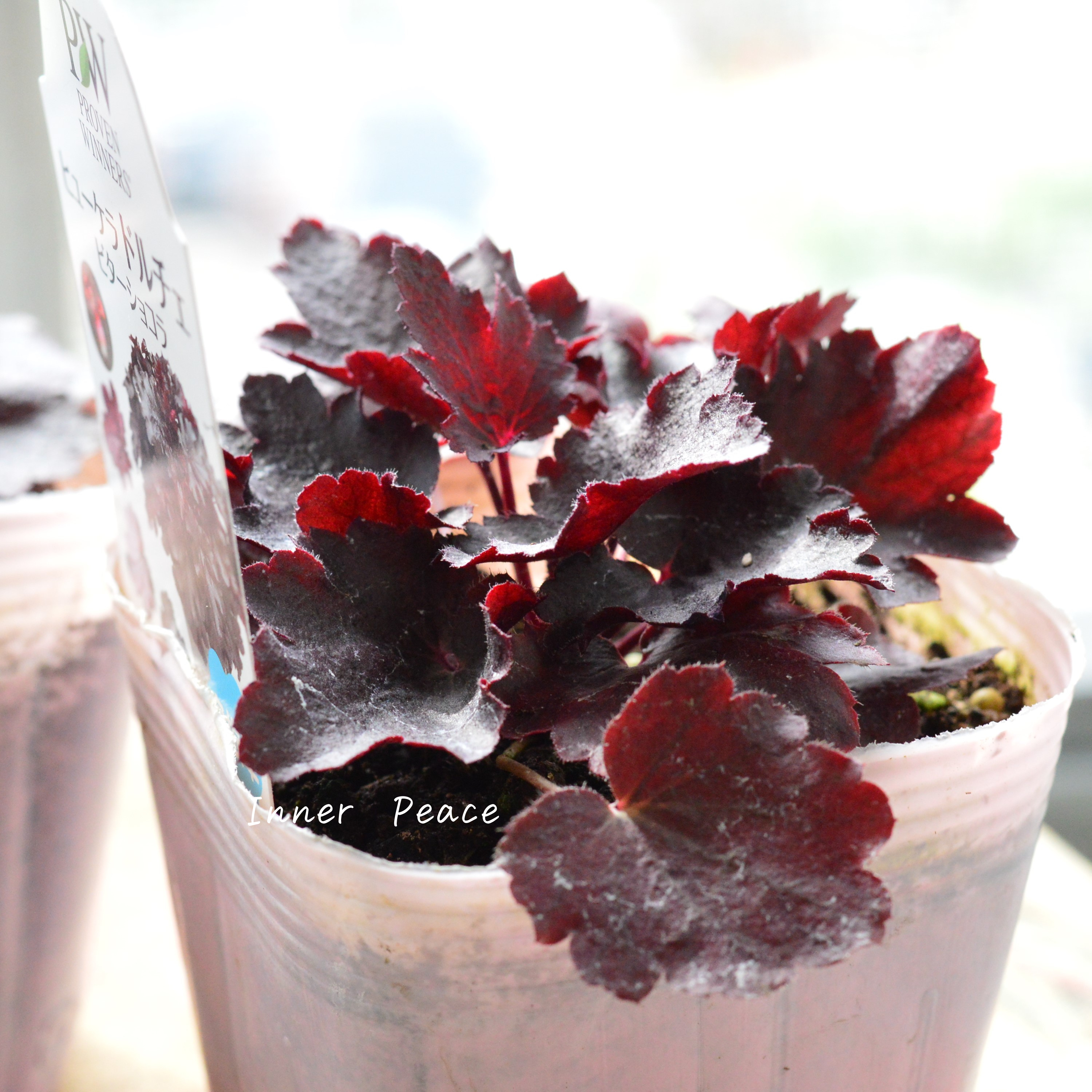 【PW】 ヒューケラ ドルチェ 『ビターショコラ』 3.5寸POT