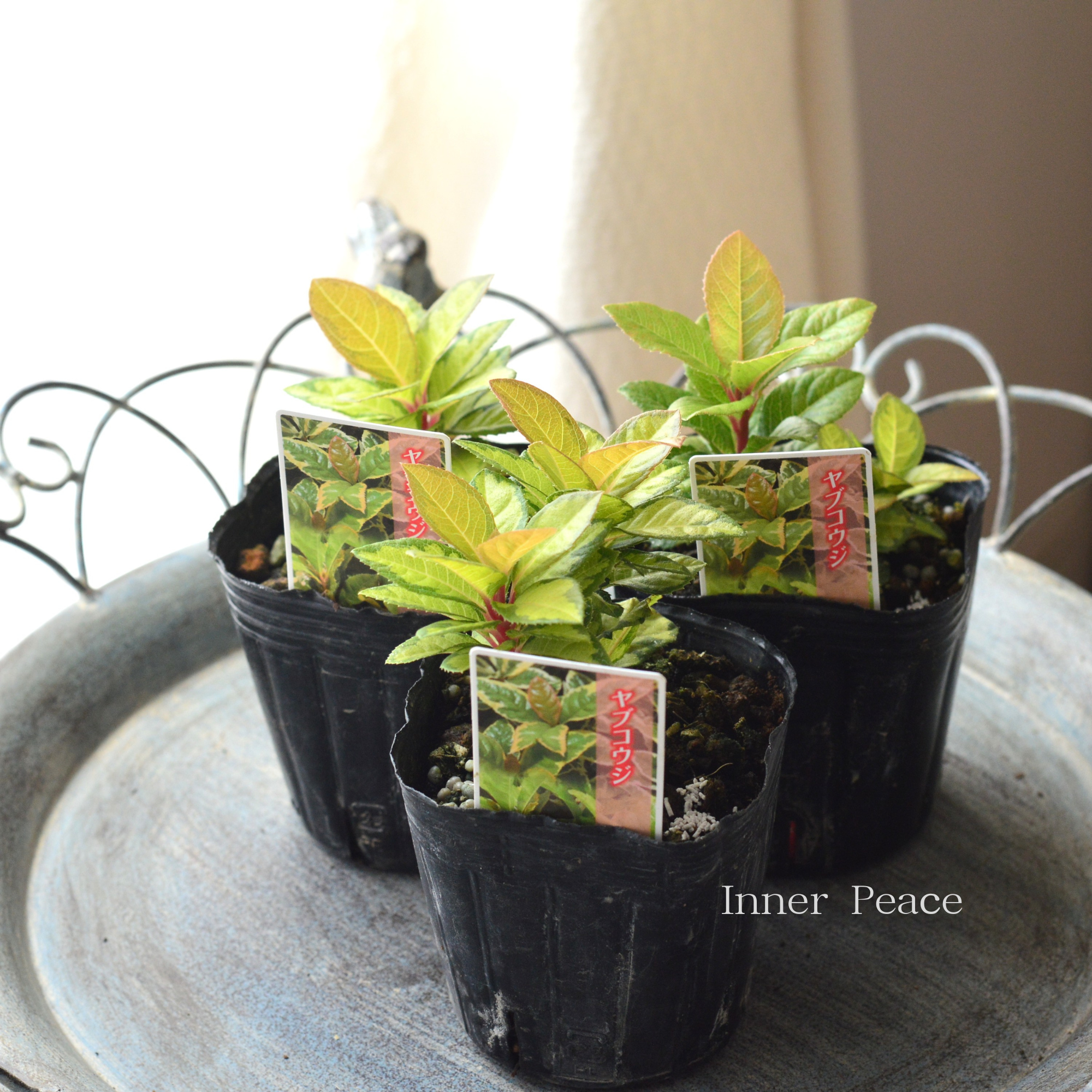 【斑入り】 ヤブコウジ(黄緑葉) 3寸POT