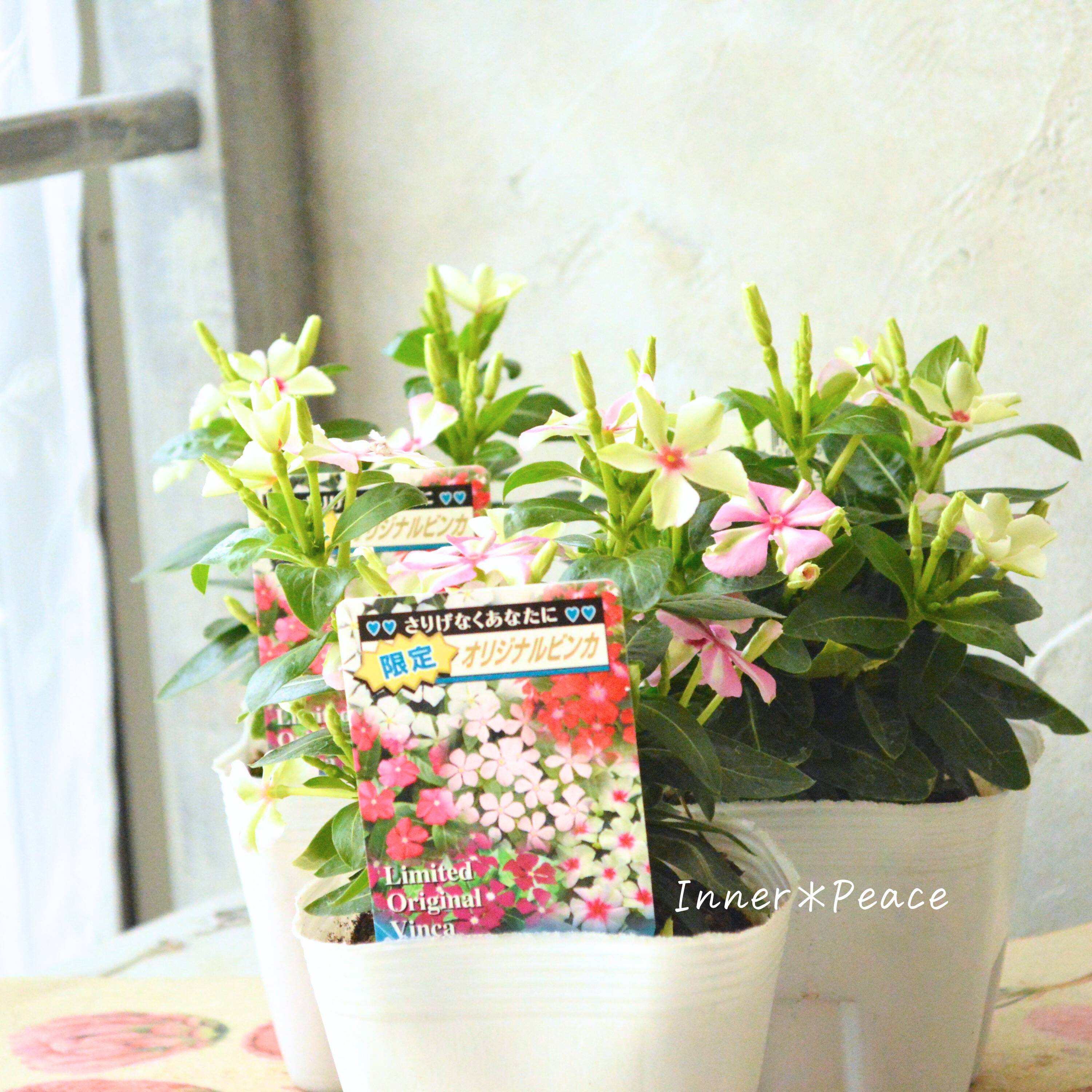 【北島園芸さん】 ニチニチソウ 『試作品・シャガール系』 3.5寸POT