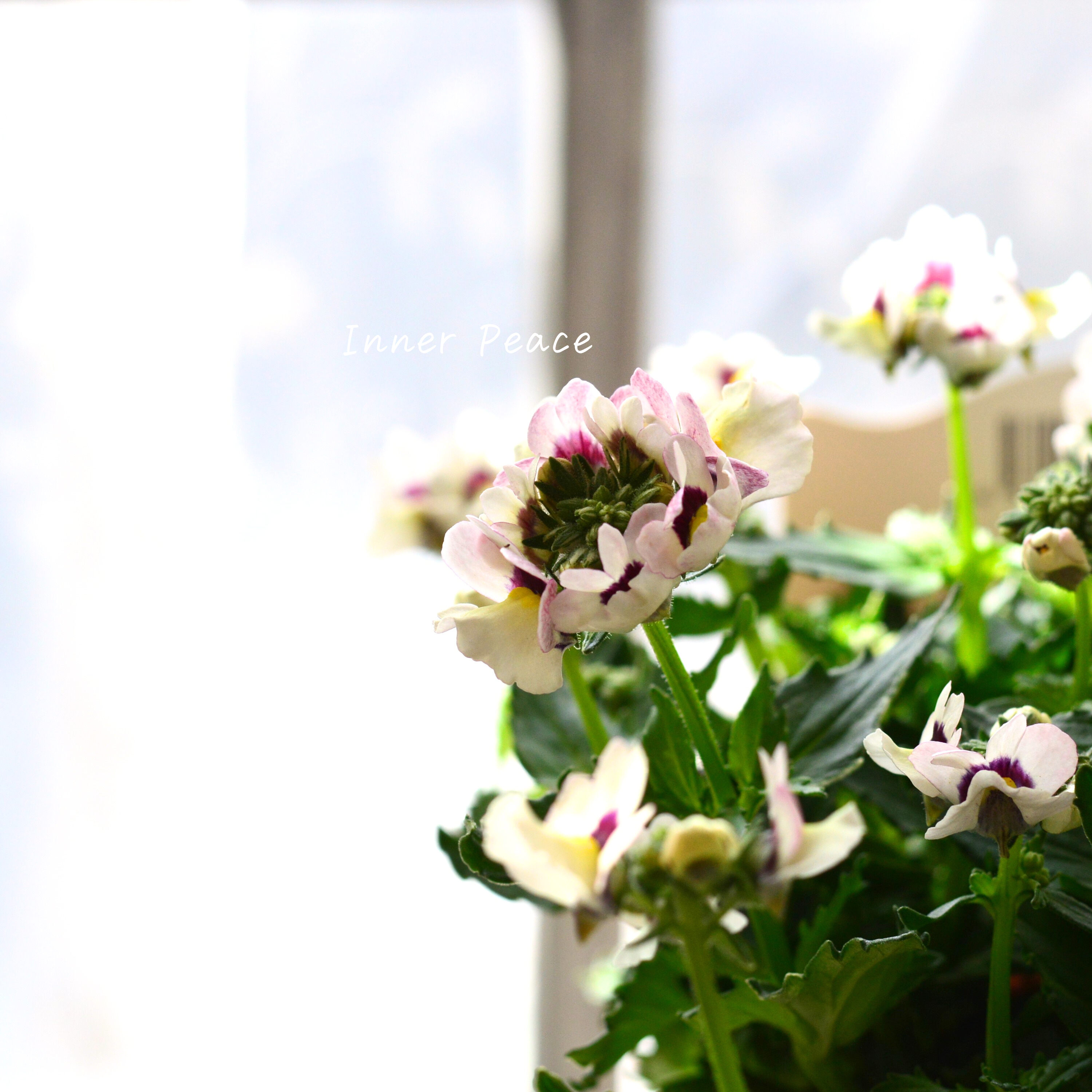 【花芳さん】 ネメシア 『マリー・シェルピーチ』 3.5寸POT