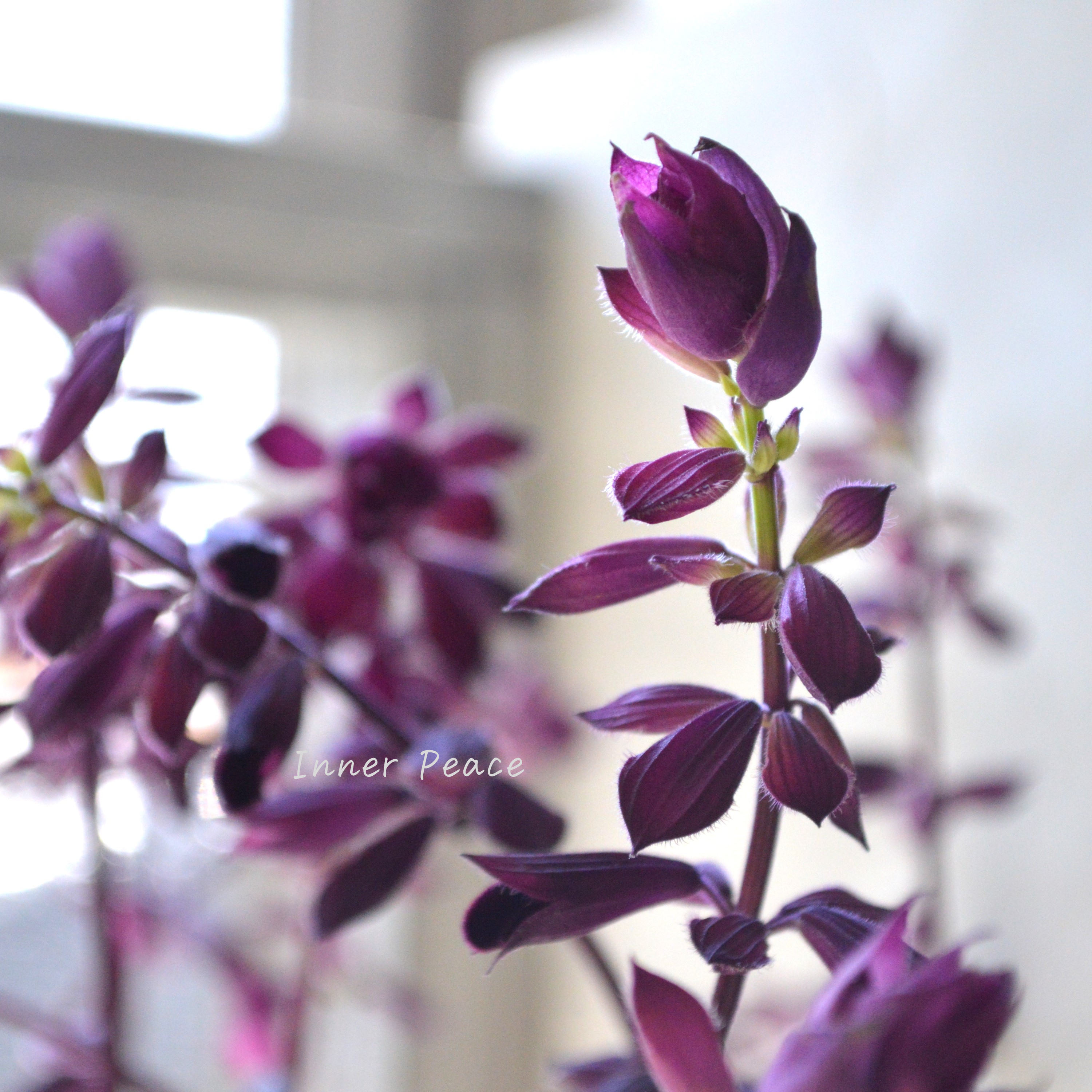 【宿根】 サルビア 『ラブアンドウィッシュ』 3.5寸POT