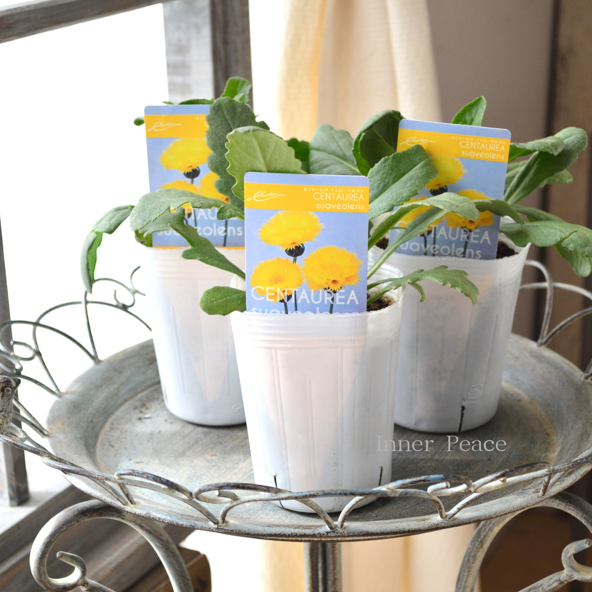 【寒さに強い】 セントーレア(矢車草) 『イエローサルタン』植え込み用 3寸POT