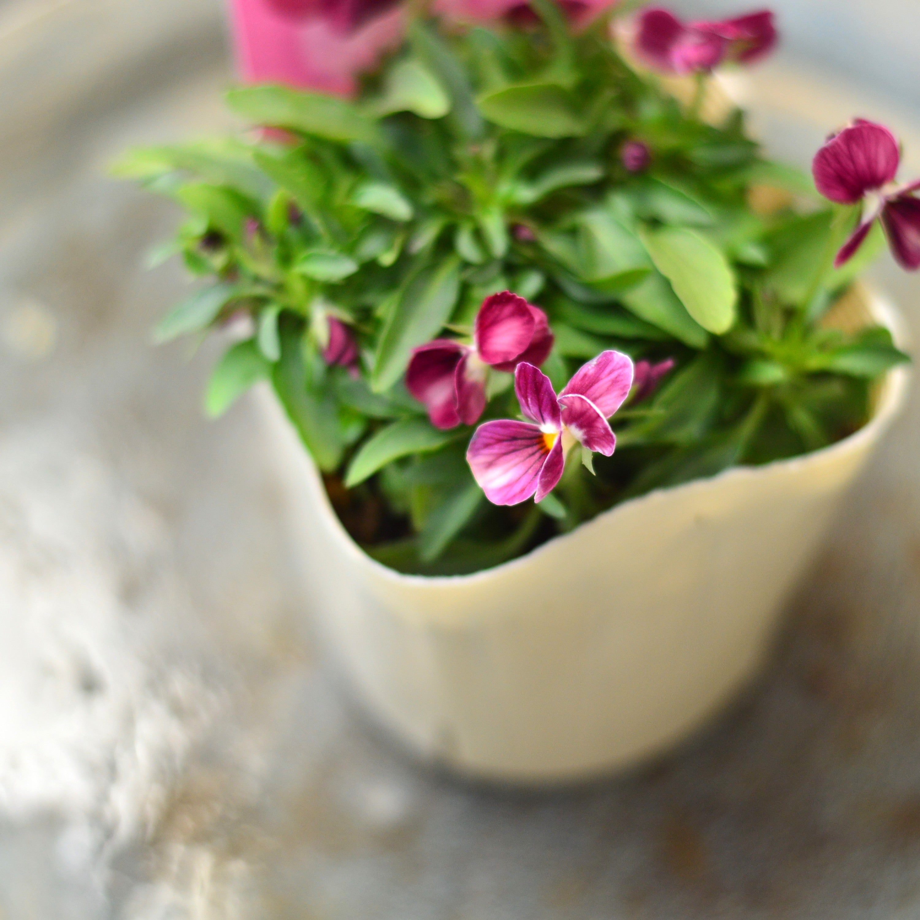 【奥田園芸さん】 ときめきビオラ 『ノスタルジックピンク』 3.5寸POT