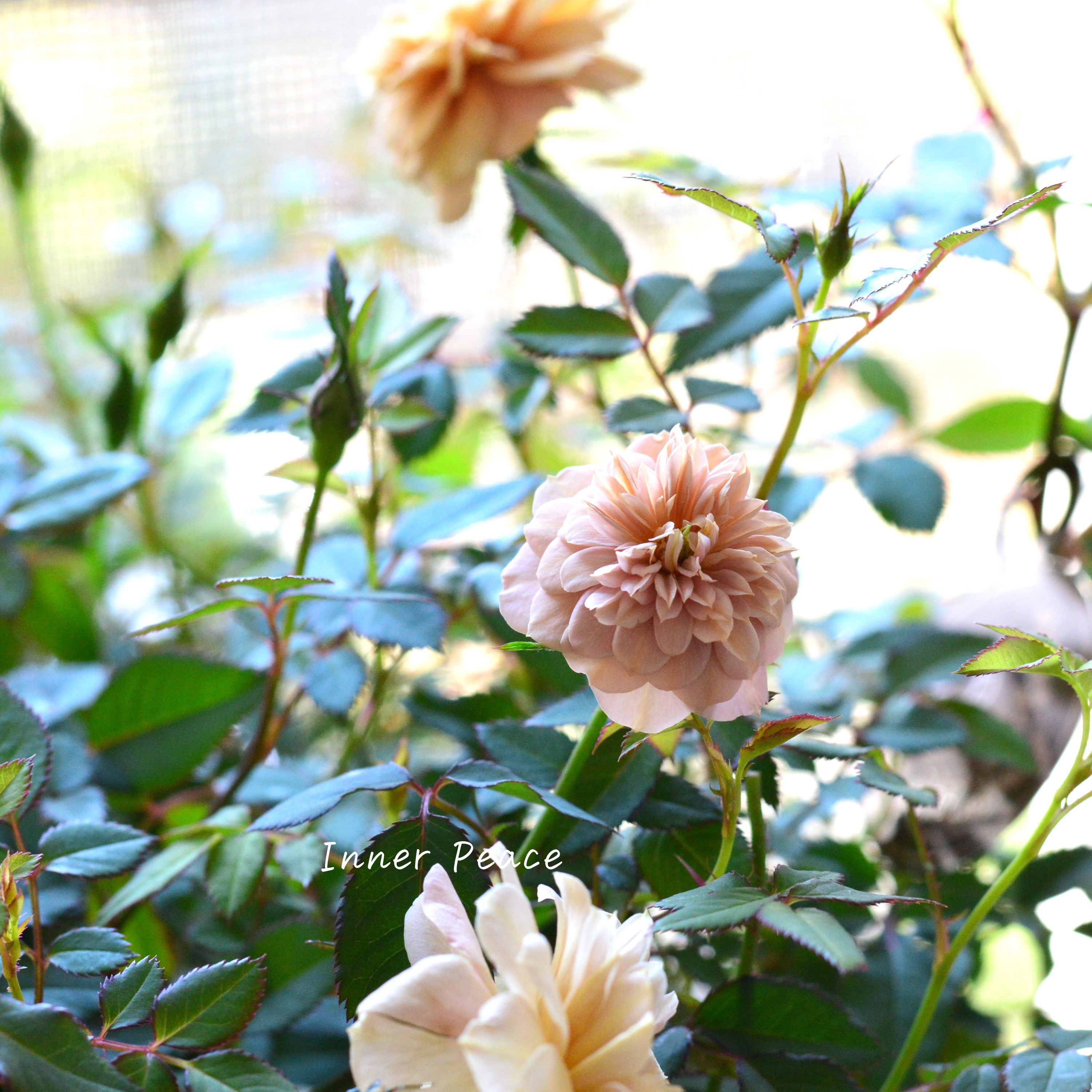 【アンティーク】 ミニ薔薇 『モカ』 3.5寸POT