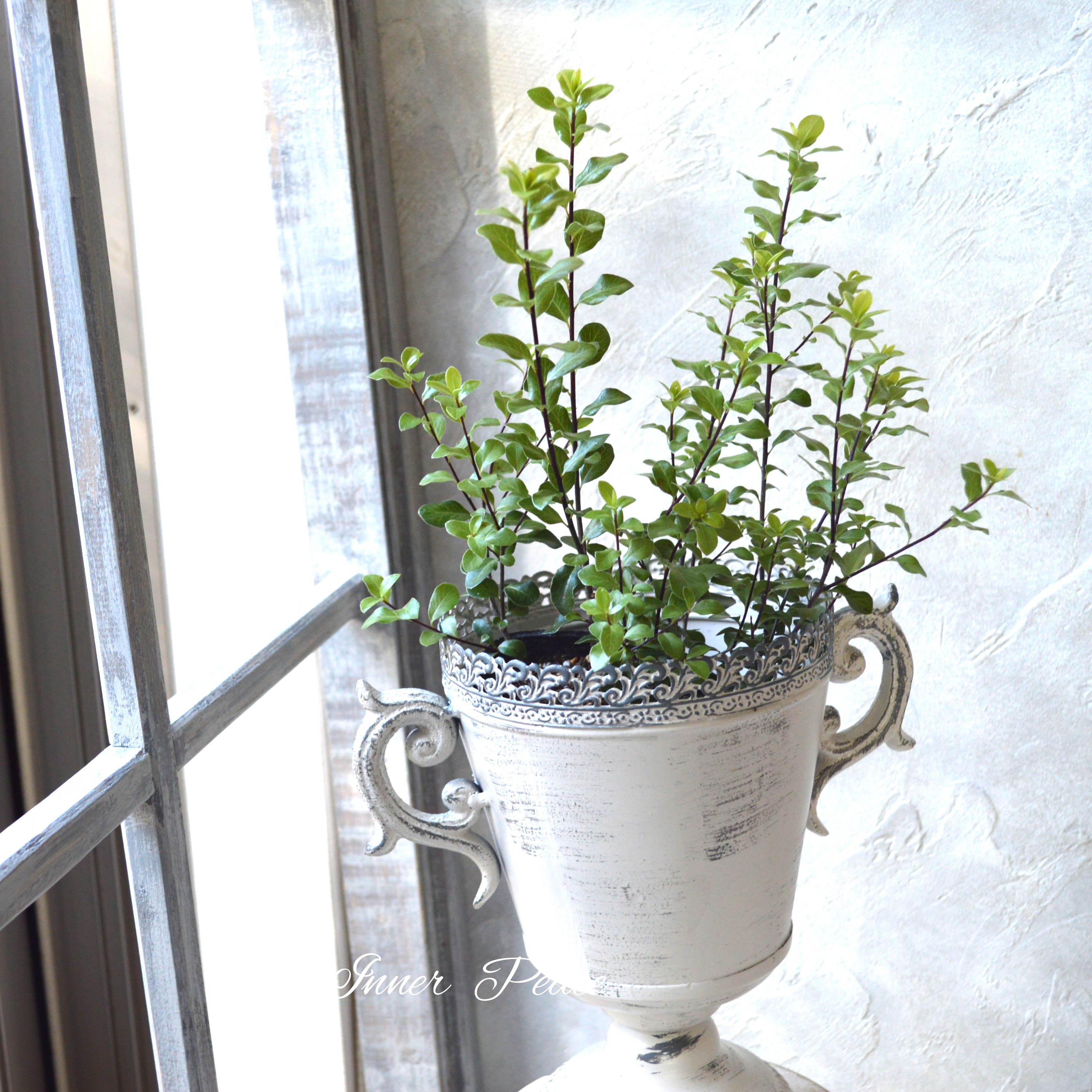 【美しい】 ピットスポルム・シルバーシーン 2.5寸POT