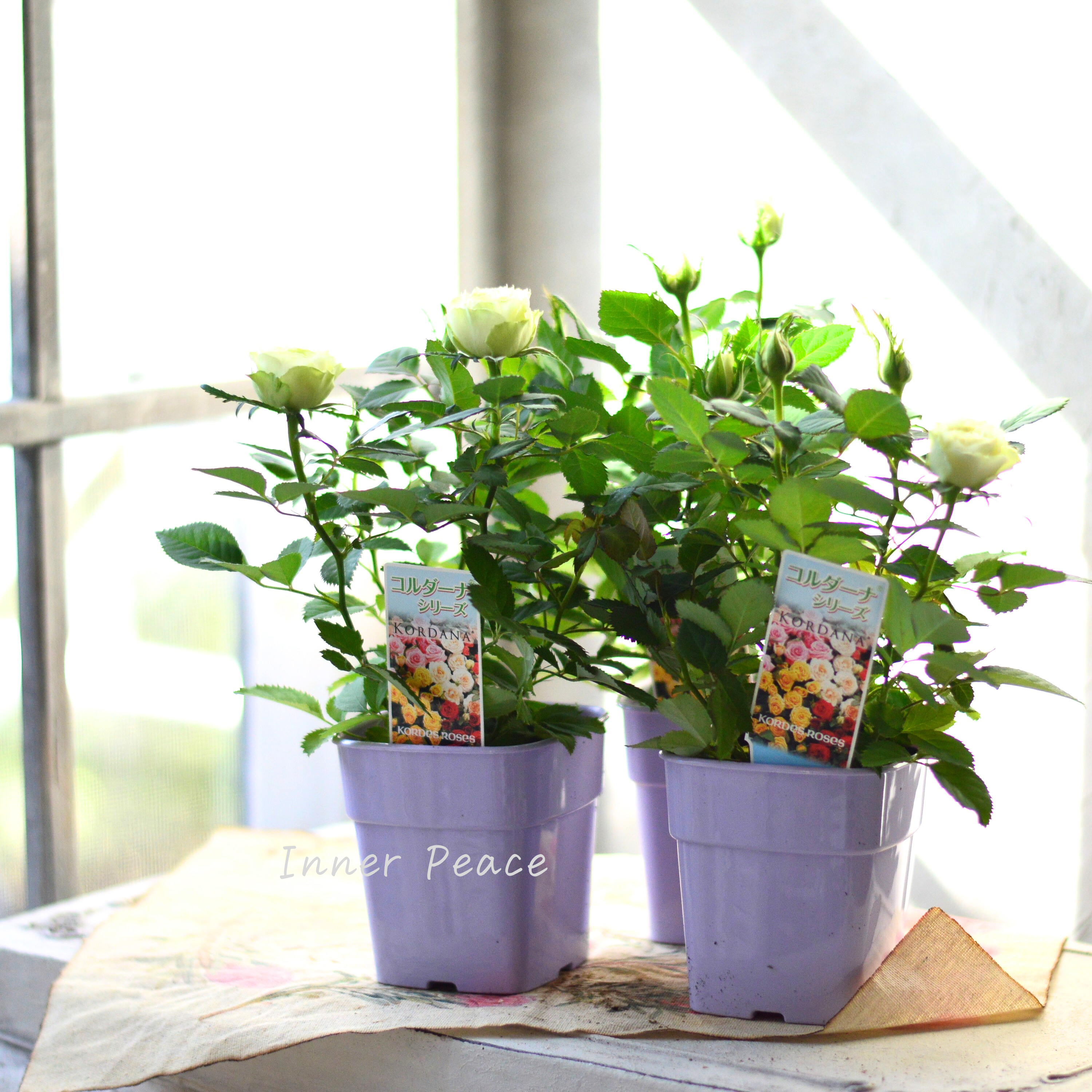 【美しい】ミニ薔薇 『コルダナ・ペパーミント』 3寸POT