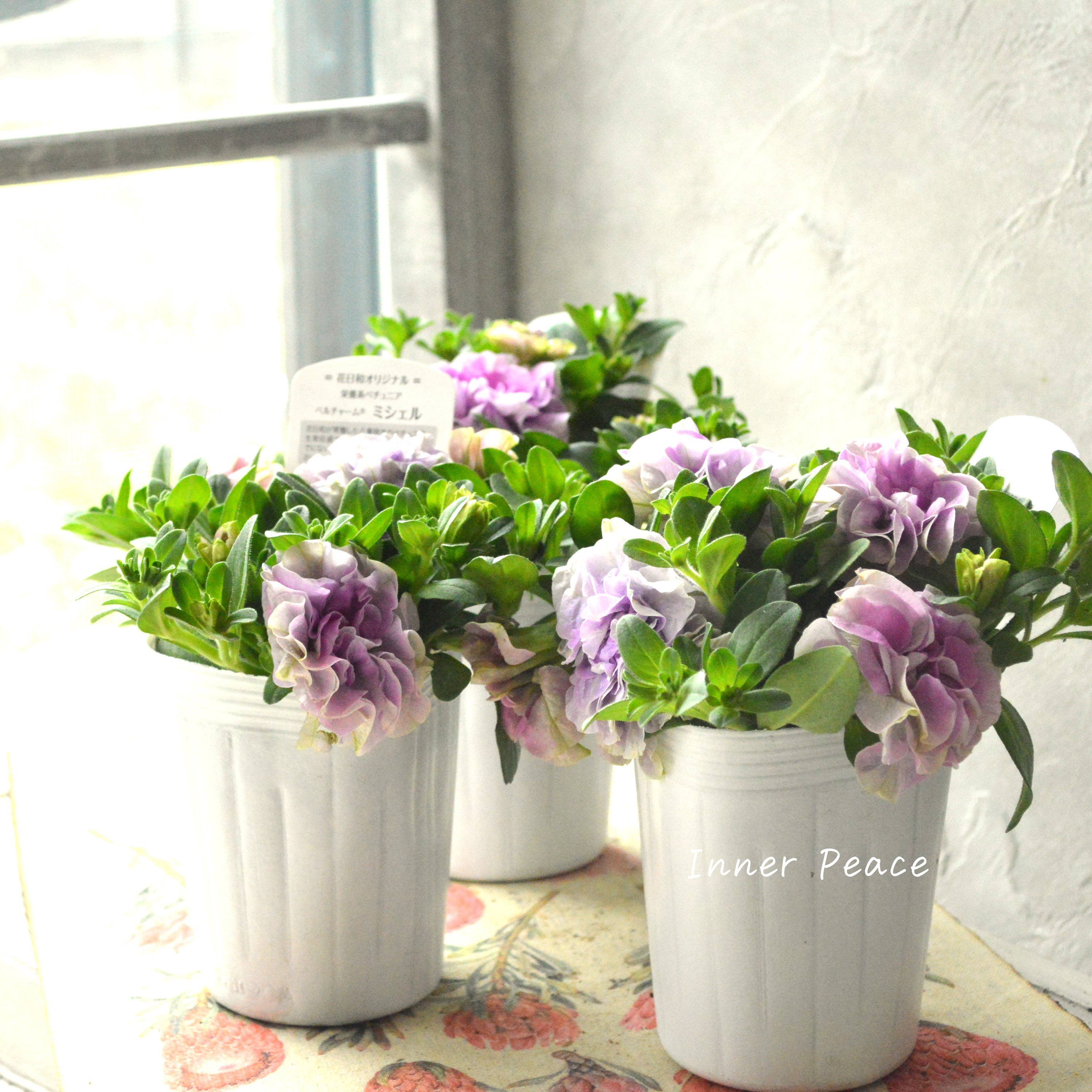 【花日和さんオリジナル】 栄養系ペチュニア 『ベルチャーム・ミシェル』 3.5寸POT