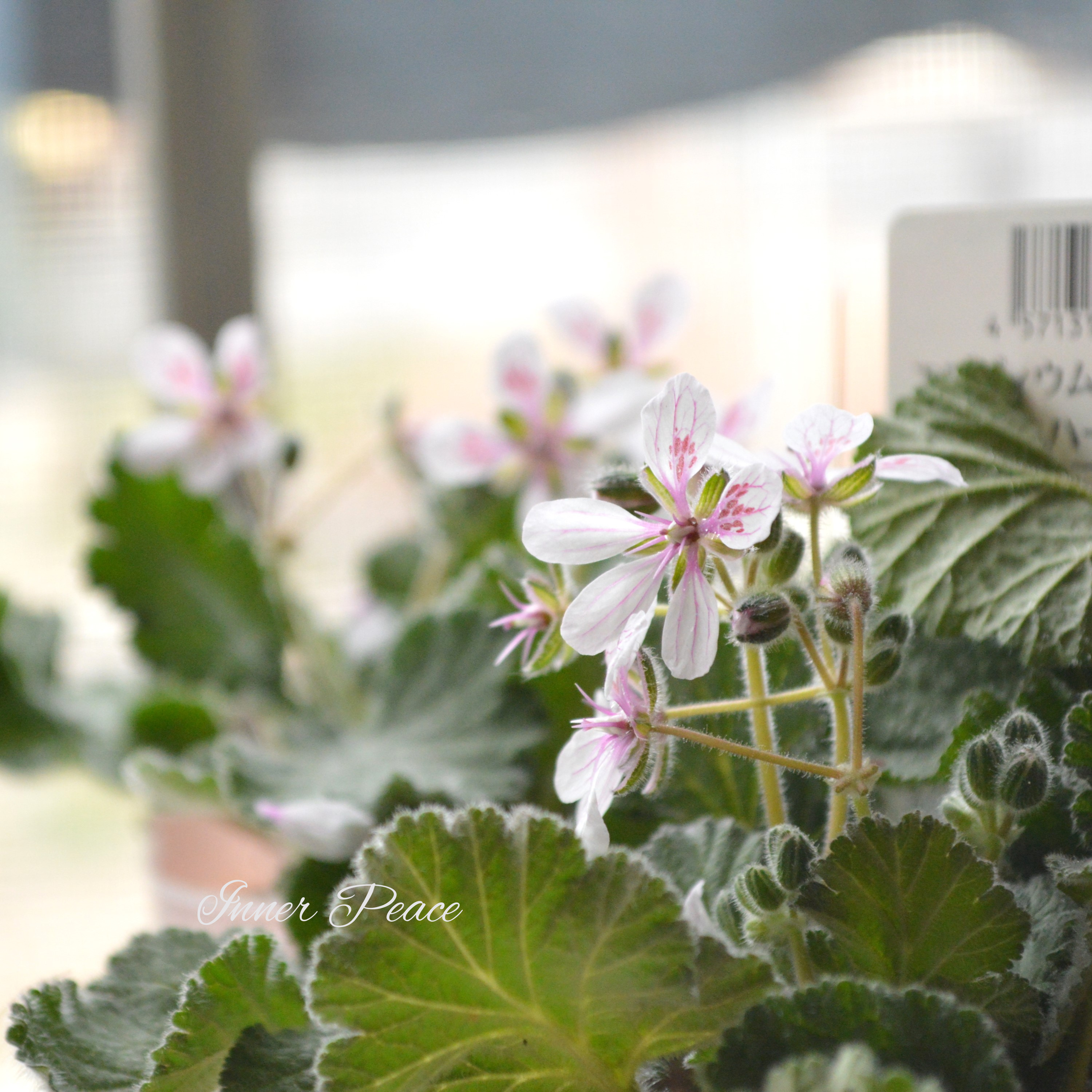 【オシャレ】 エロディウム ペラルゴニフロラム 『スイートハート』 3寸POT