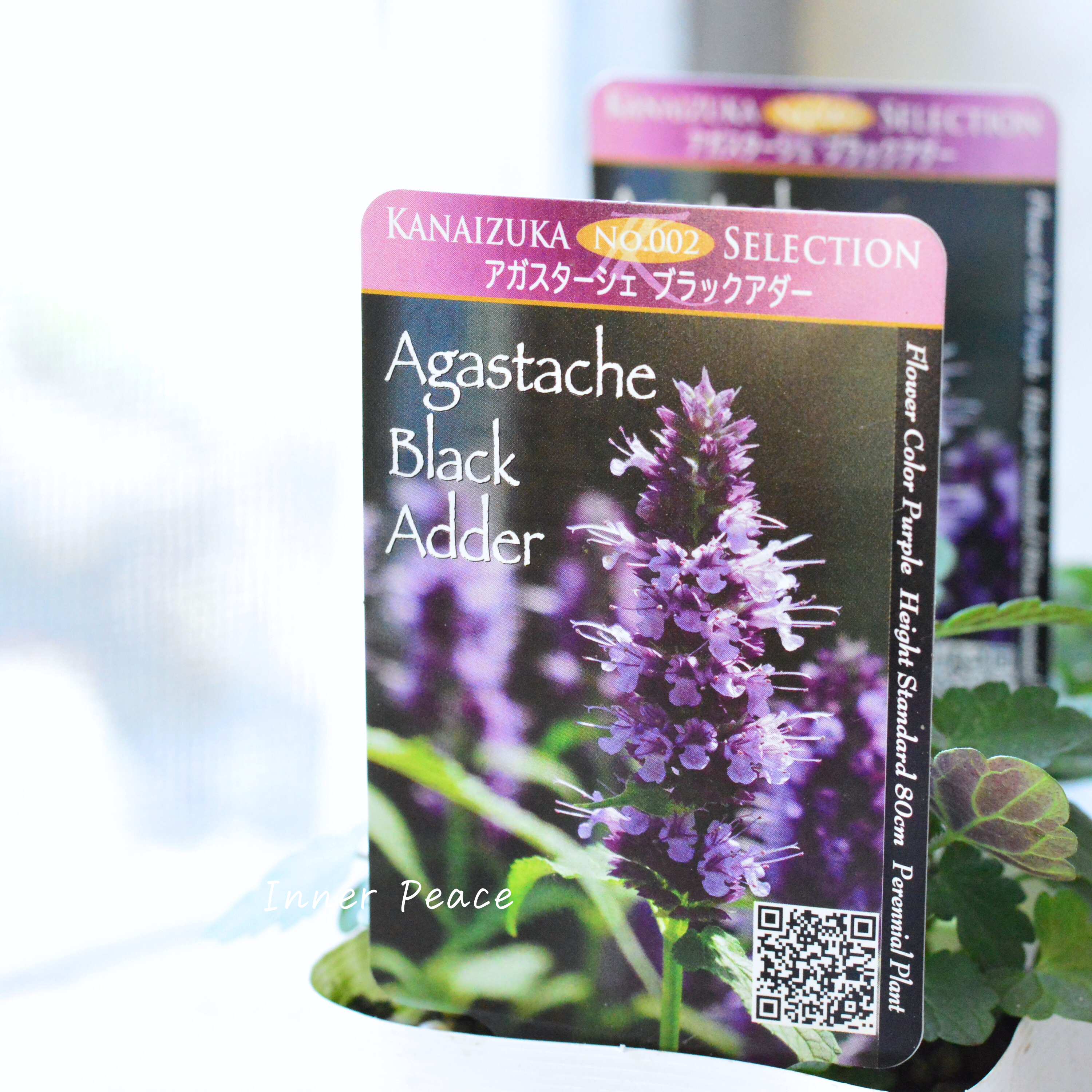 【暑さ寒さに強い】 アガスターシェ 『ブラックアダー』 3.5寸POT