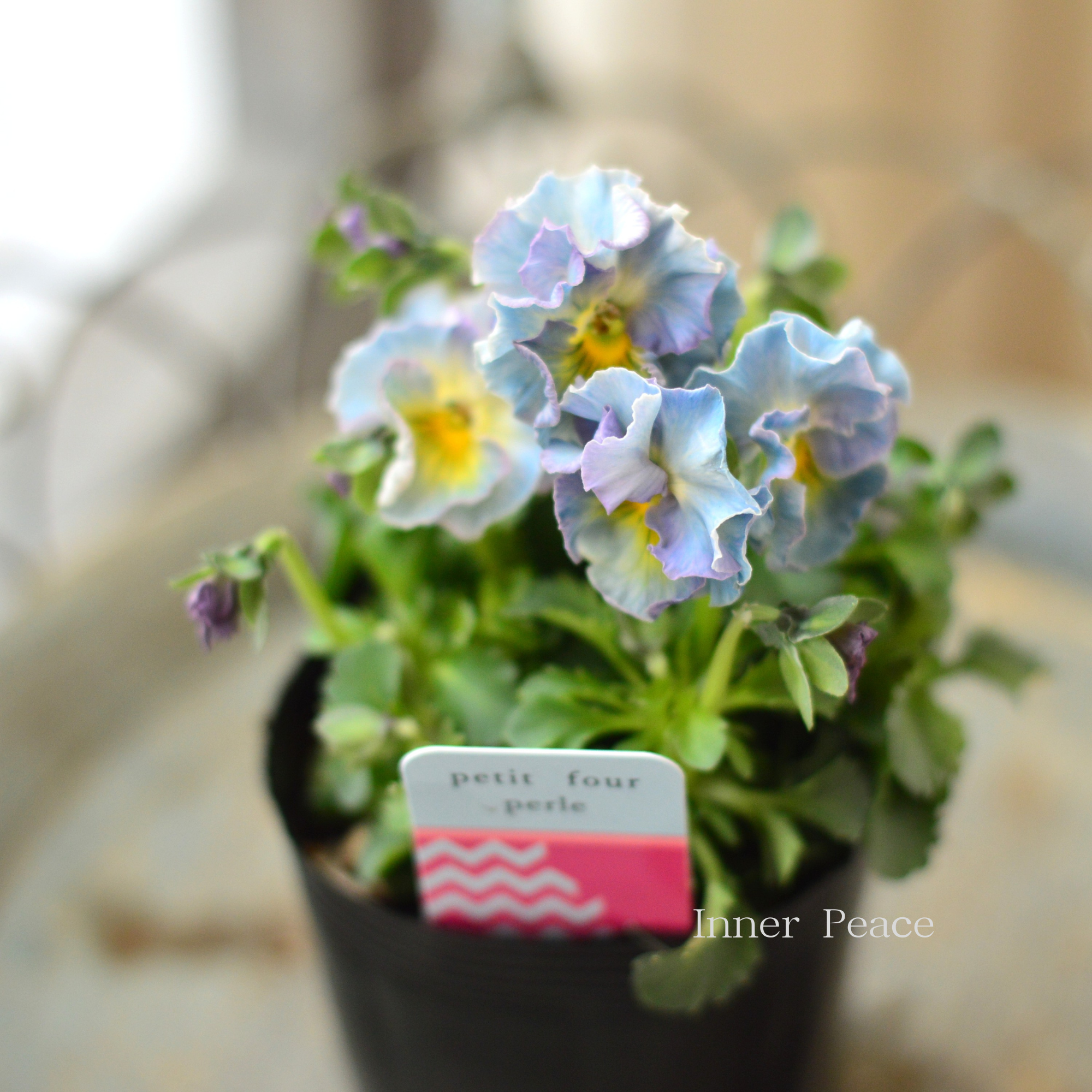 【ハルグリンさん】 ビオラ 『プティフール・ペルル 3番』 3寸POT