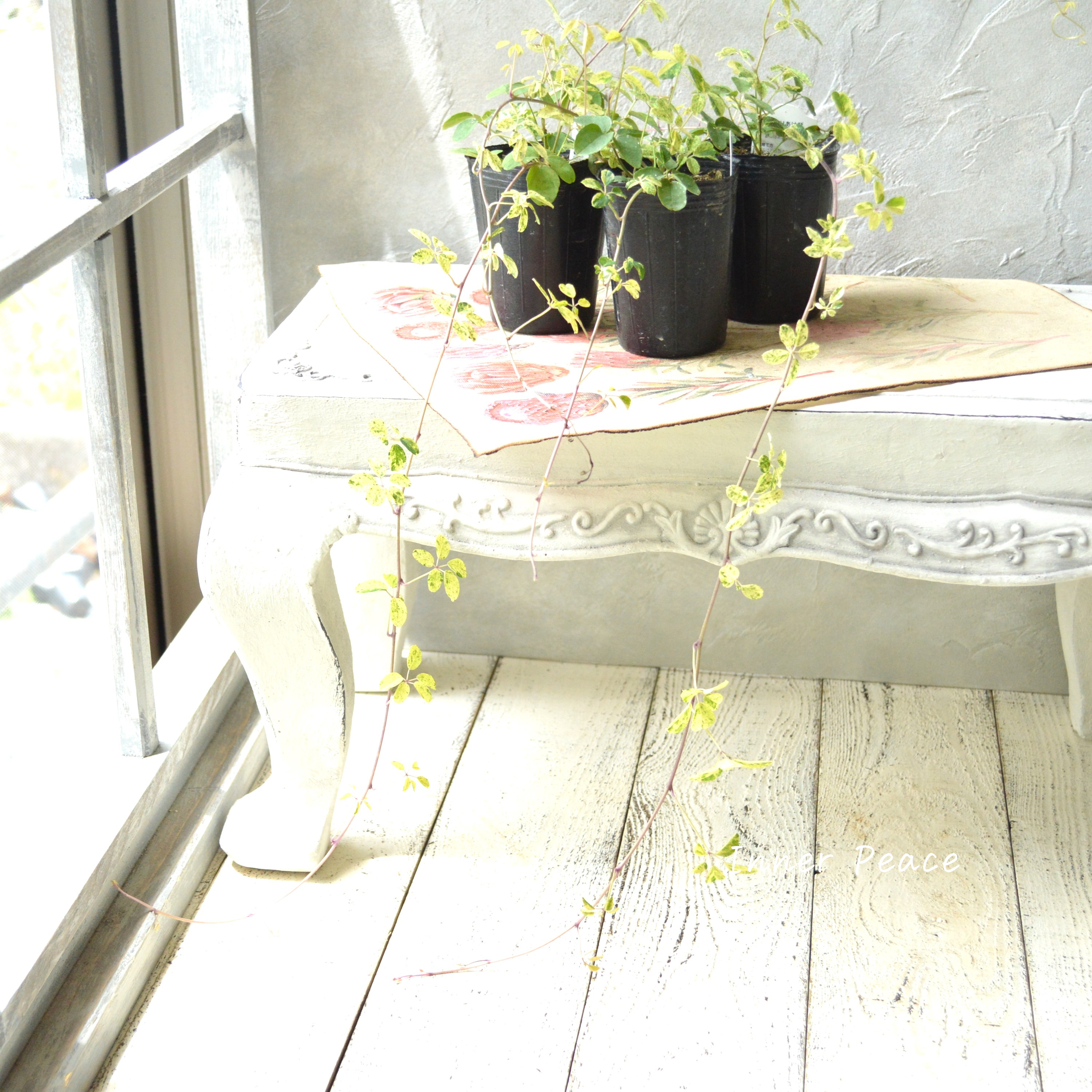 【斑入り】 五葉アケビ 2.5寸POT