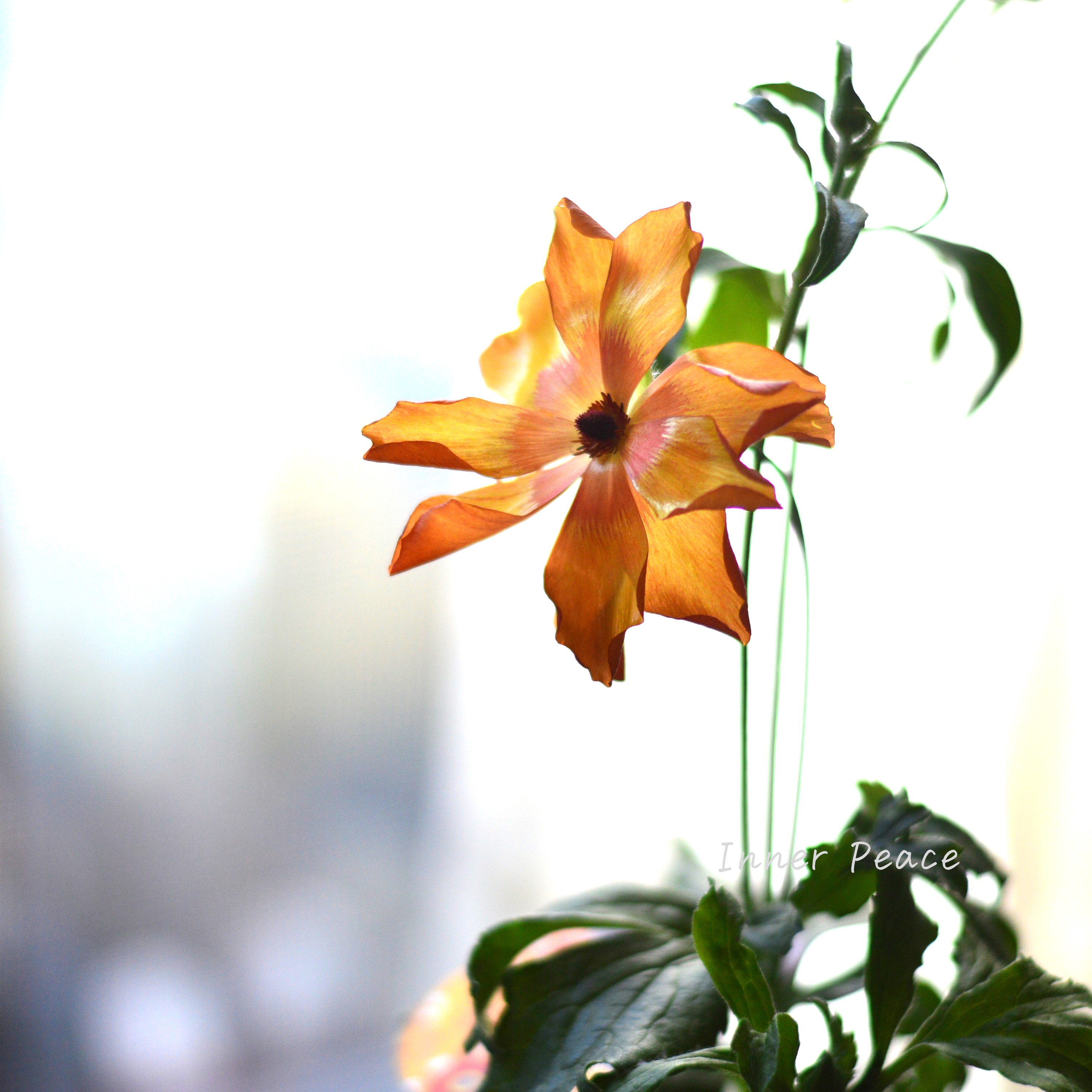 【美しい】 ラナンキュラス・ラックス 『ミノアン』 4寸POT