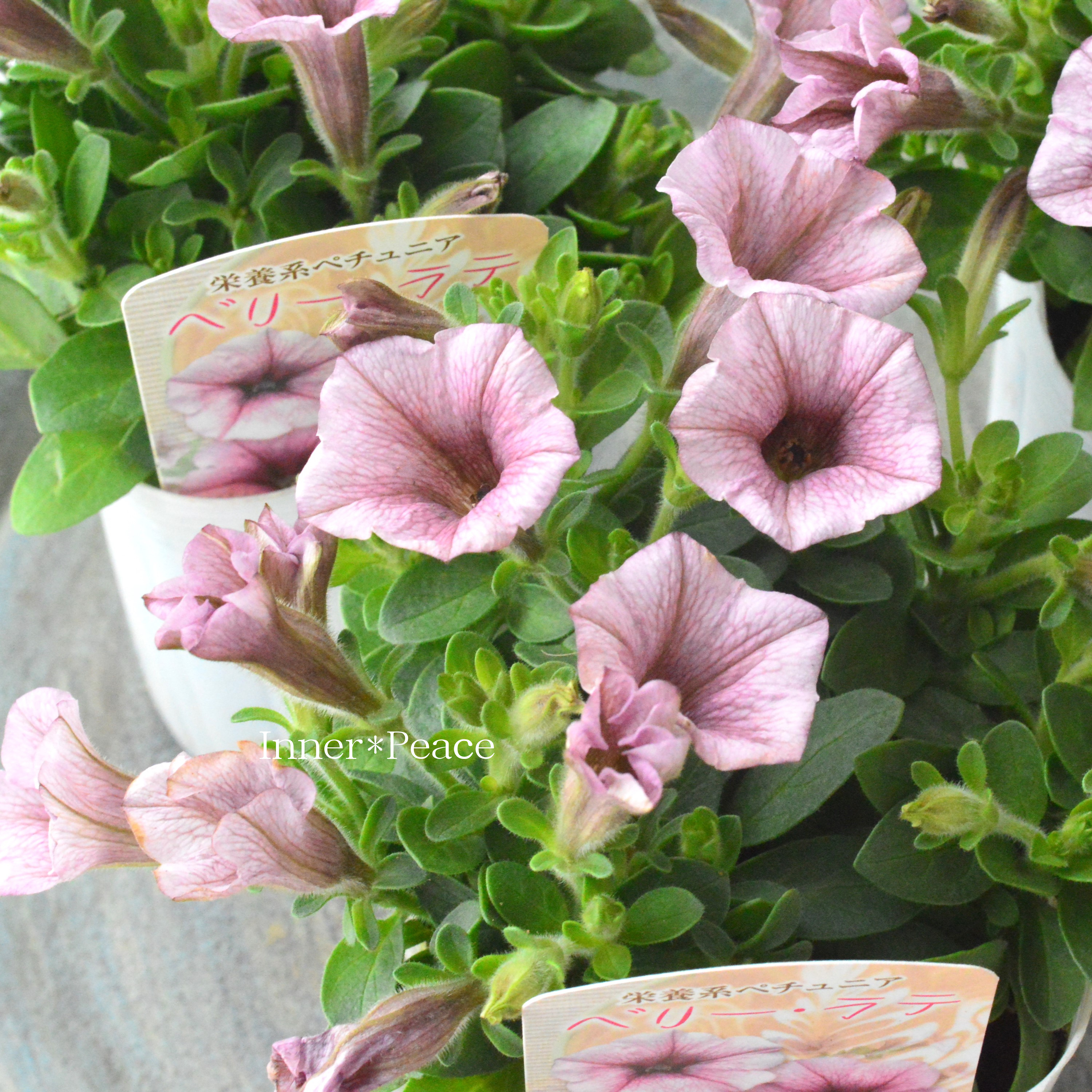 【花日和さんオリジナル】 ペチュニア 『ベリーラテ』 3寸ロングPOT