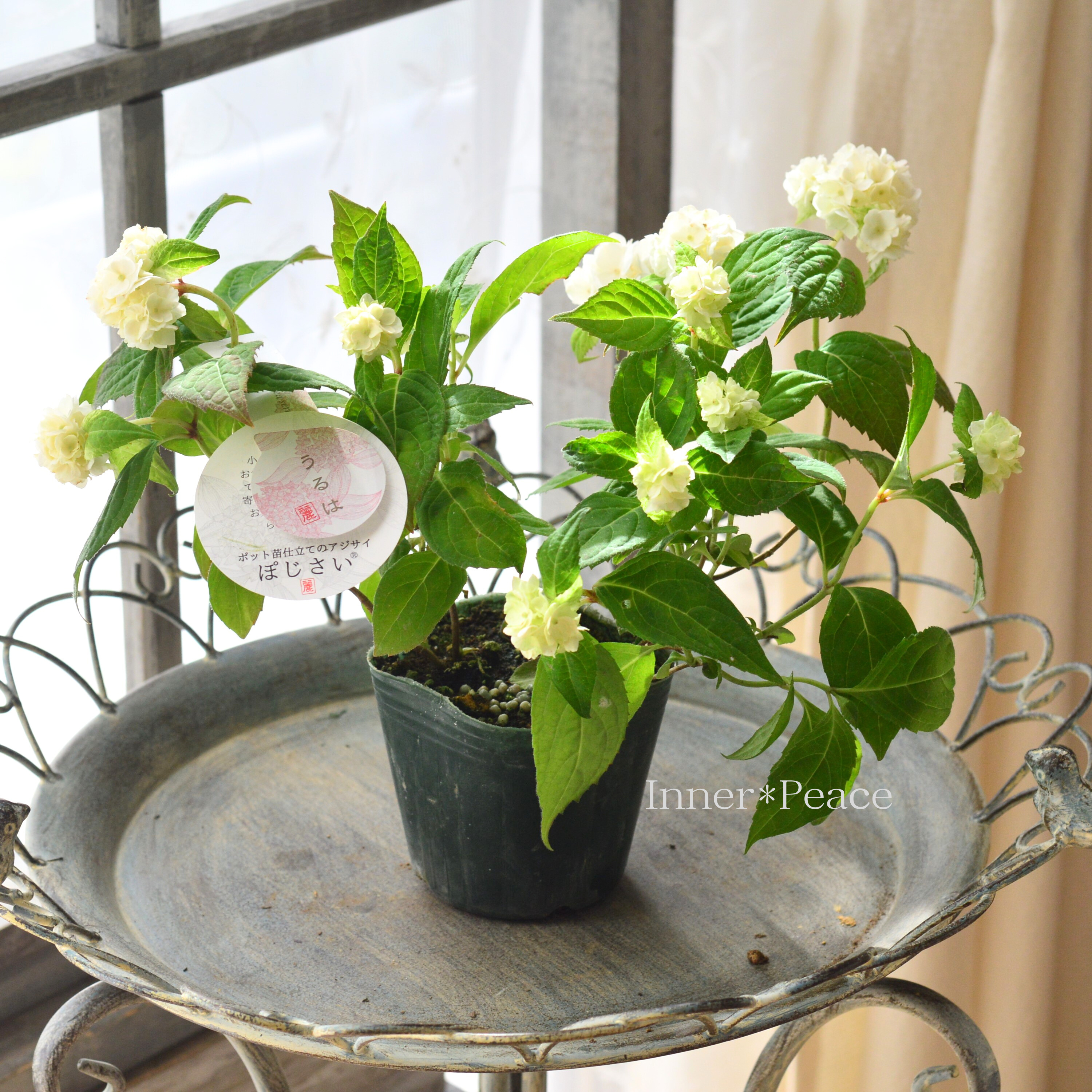 【吉岡麗子さん】 紫陽花 (ぽじさい) 『うるは』 3号POT