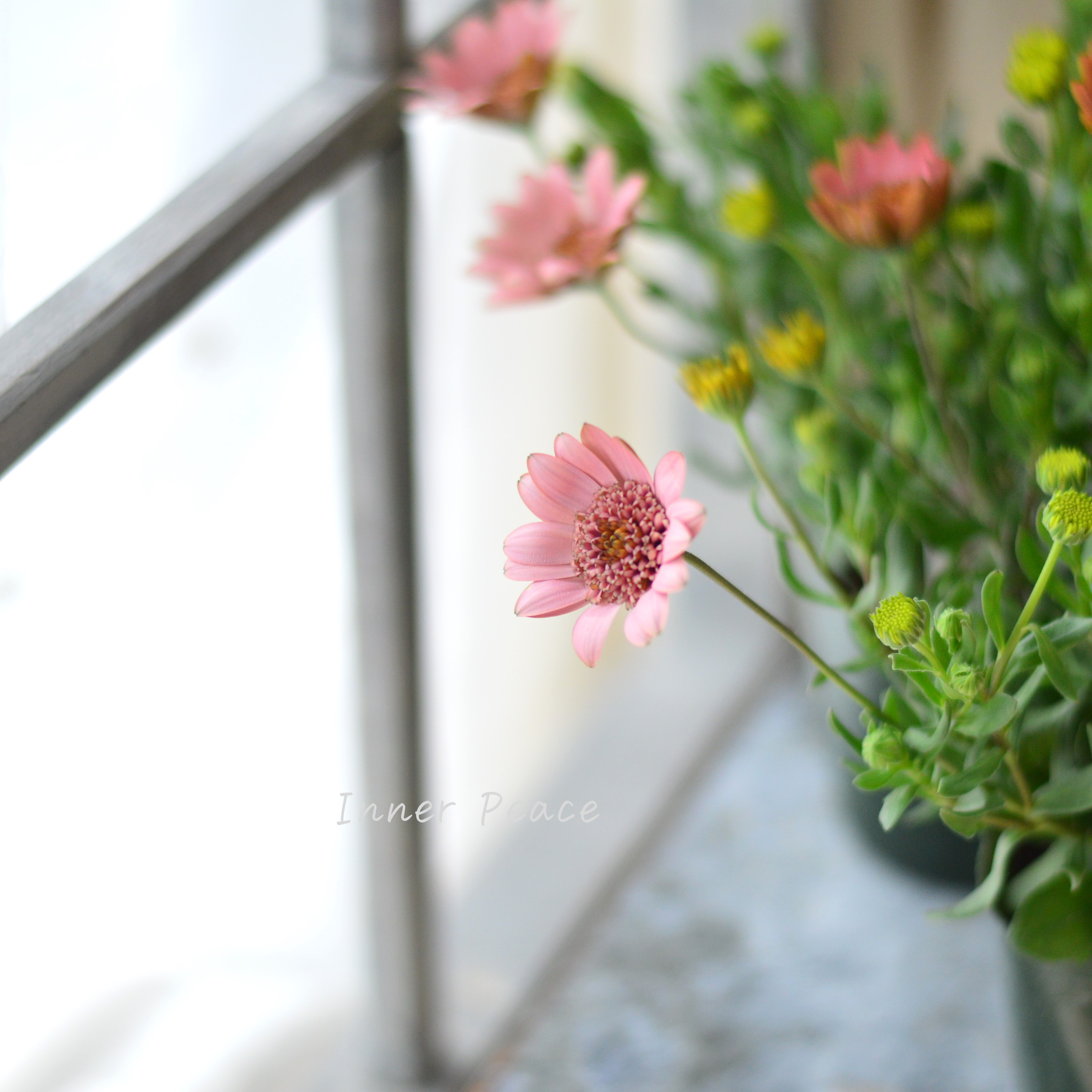 【ゲブラさん】 オステオスペルマム 『桜子』 3.5寸POT