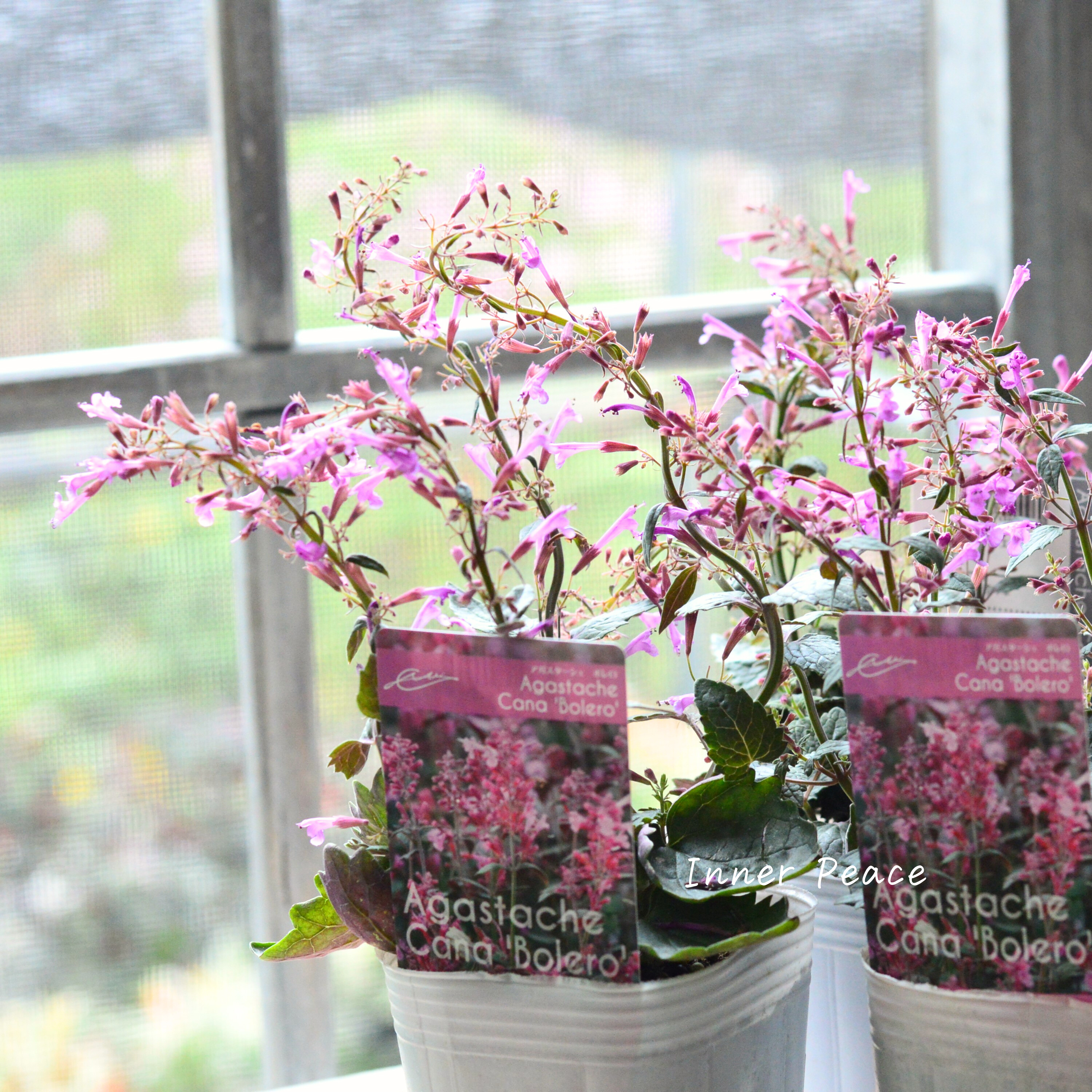【暑さ寒さに強い】 アガスターシェ 『ボレロ』 植え込み用 3寸ロングPOT