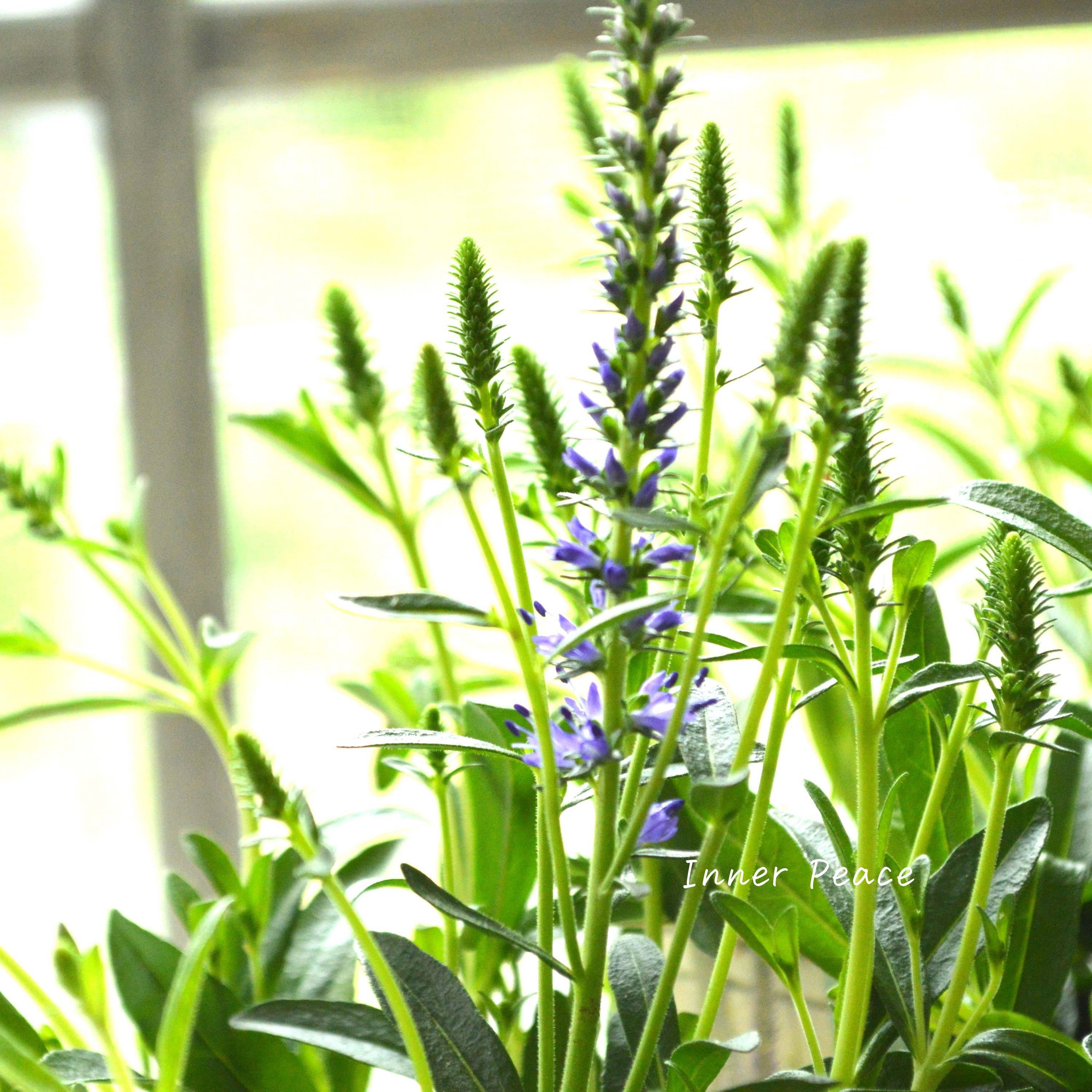 【宿根】 ベロニカ 『スピカタ・ブルーカーペット』 3.5寸POT