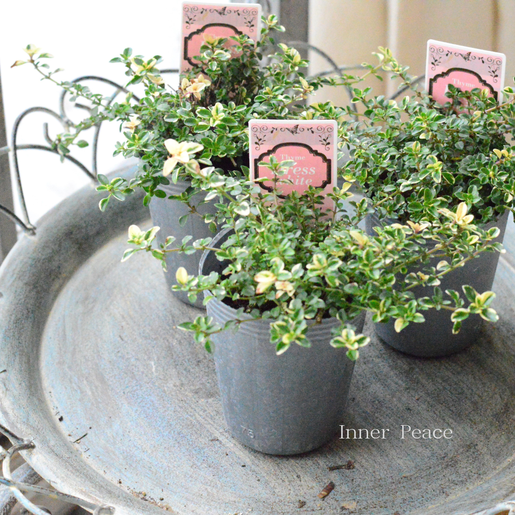 25.【現品 根付き】雷童錦　7.5㌢鉢 斑入り　黄色花 生長の記録27】デロスペルマ 雷童錦/花が咲きっぱなしです【多肉植物