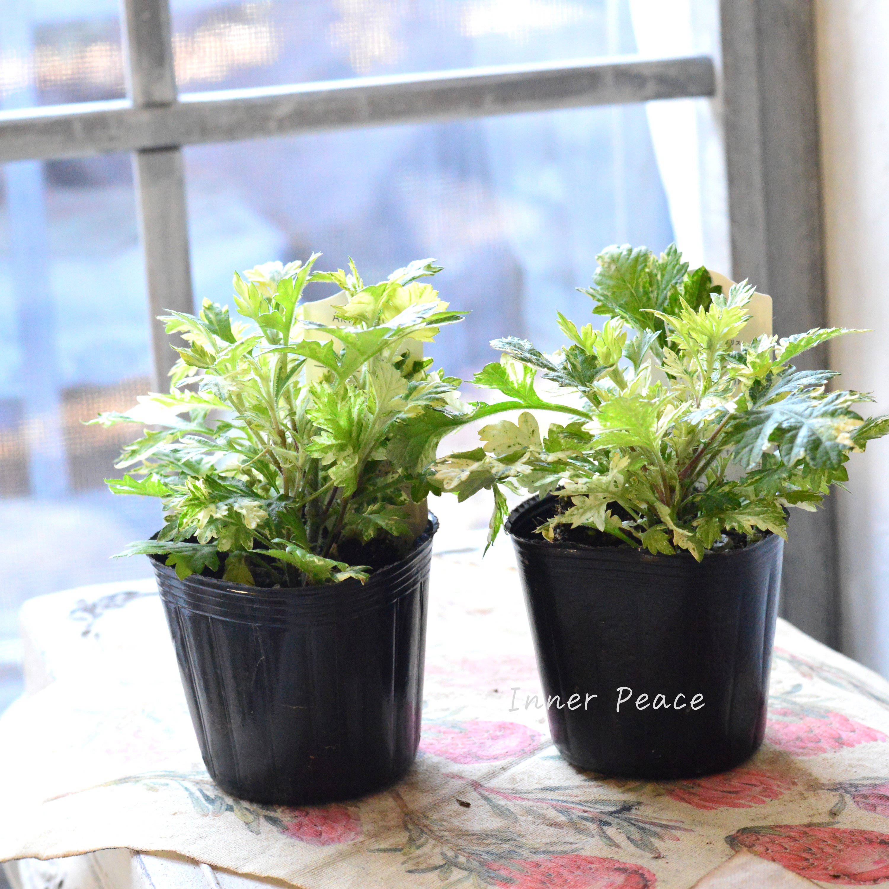 【斑入り】 アルテミシア・ブルガリス(オウシュウヨモギ) 3寸POT