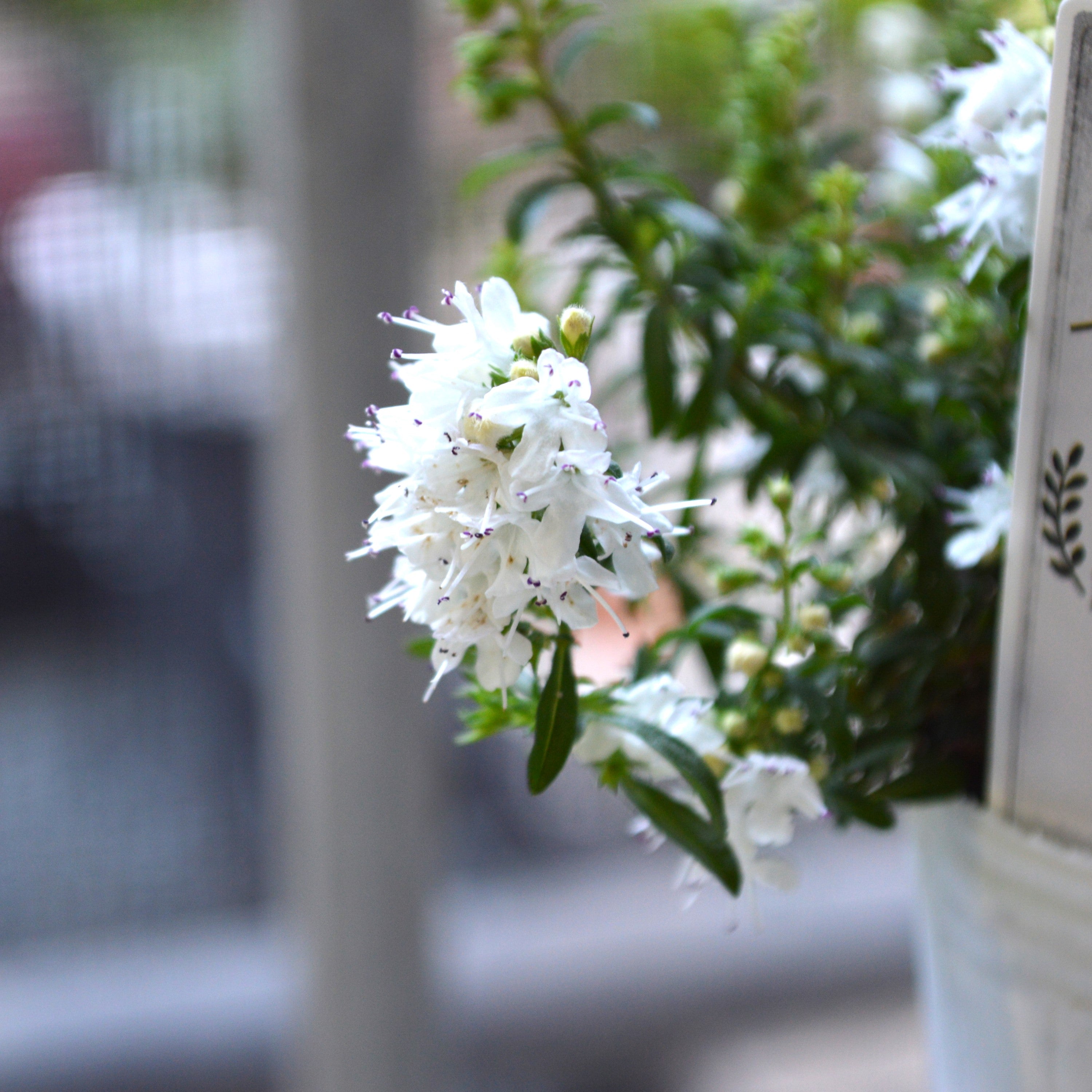 【宿根】 サツレジャ モンタナ 2.5寸POT