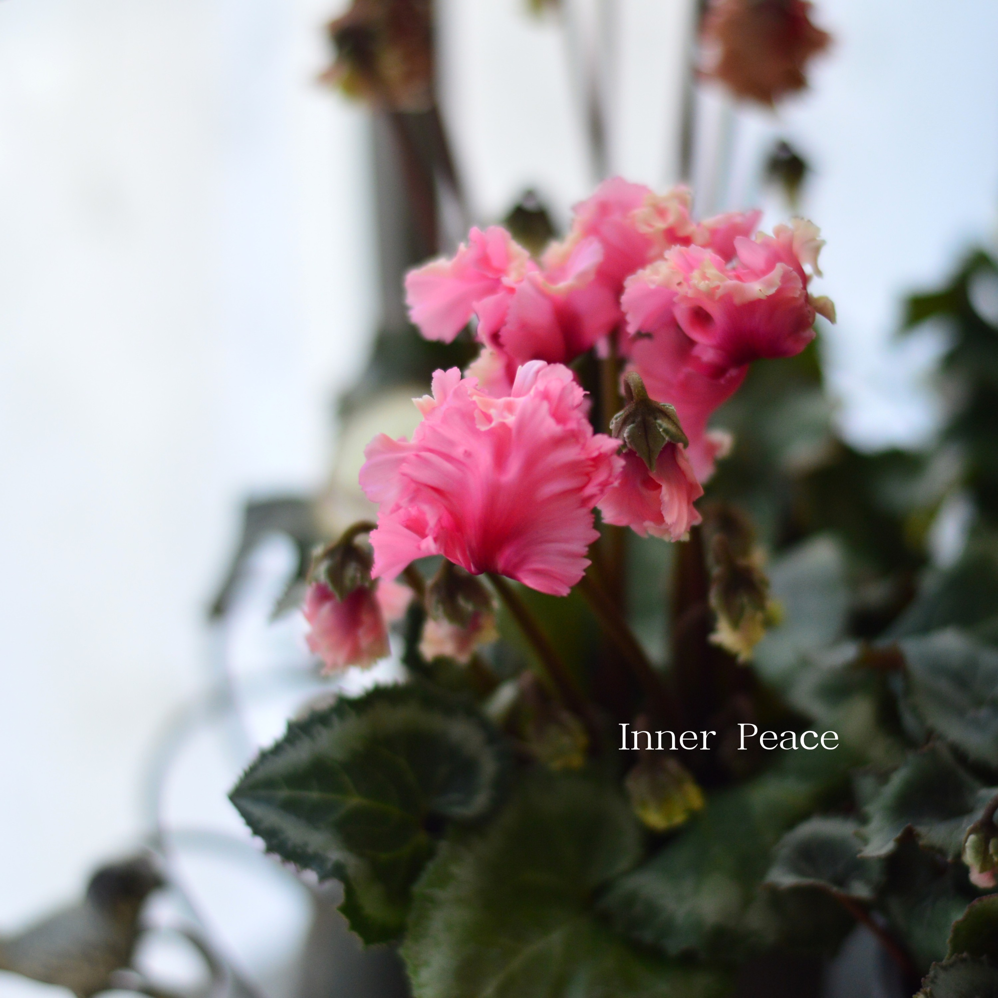 【希少】 ガーデンシクラメン 『森の妖精・アンティーク』 3寸ロング硬質POT