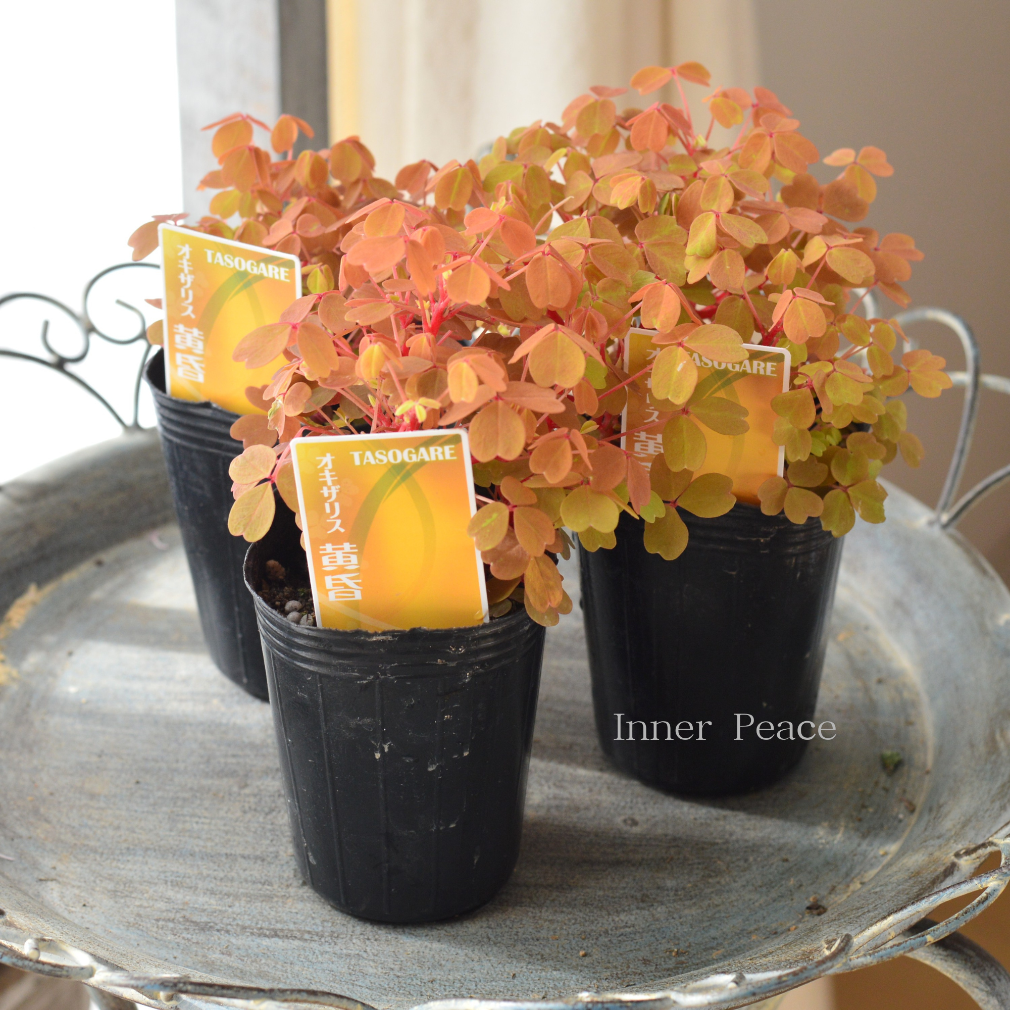 【美しい】 オキザリス 『黄昏~たそがれ~』 2.5寸ロングPOT